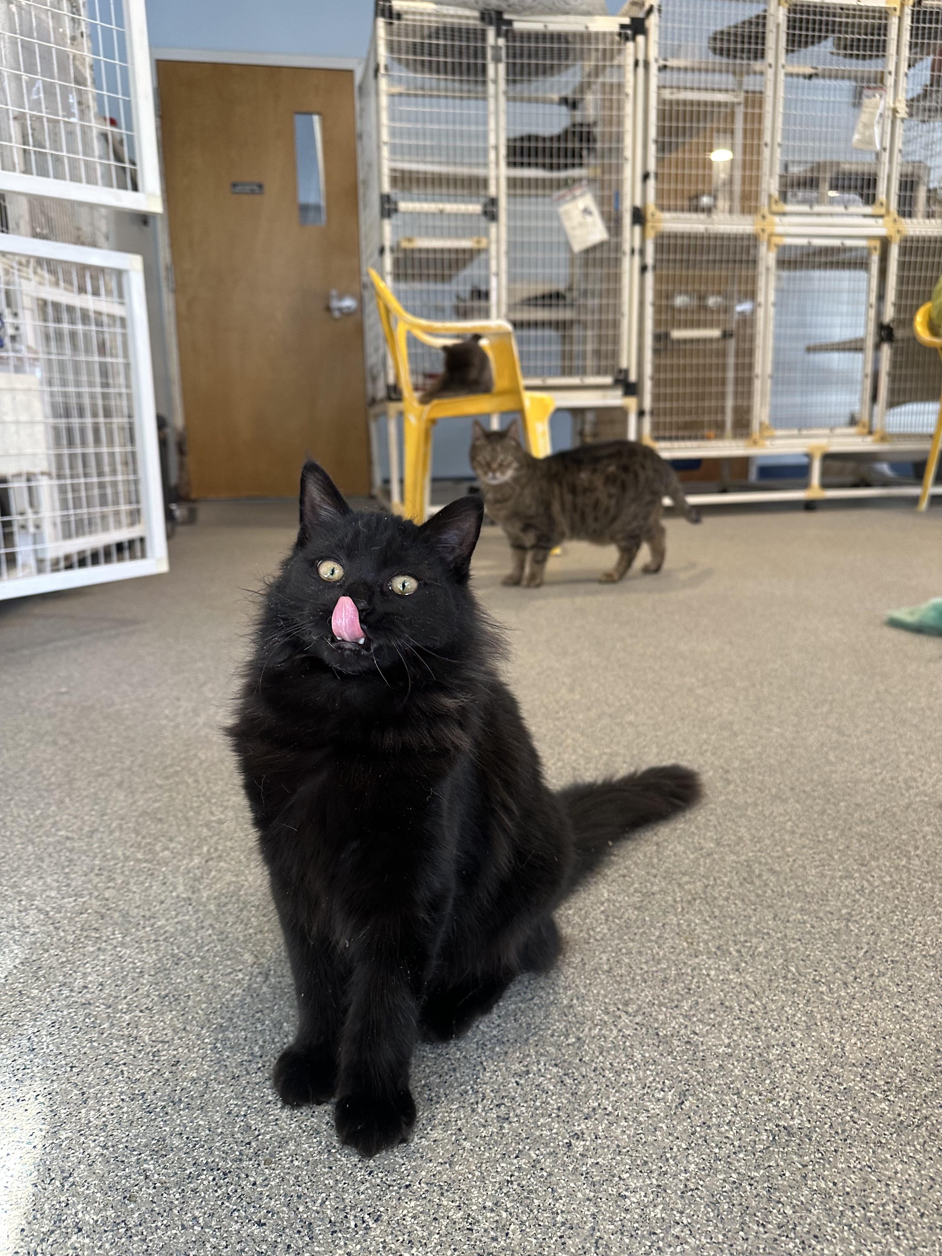 Enlarge Twizzlers, a Adopted Domestic Long Hair in Clifton, NJ image 2/6