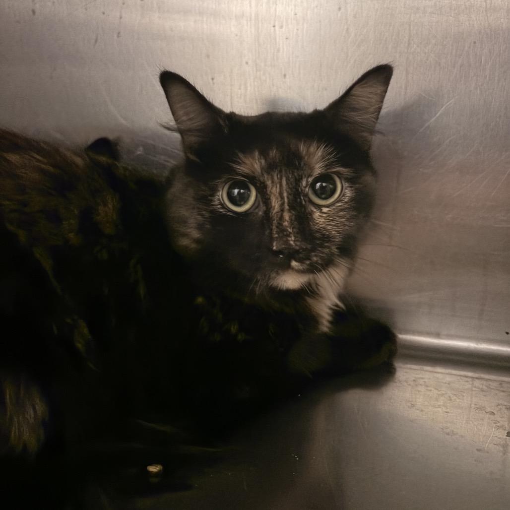 Kaleidoscope (Mom), Adoptable, Adult Female Domestic Medium Hair.