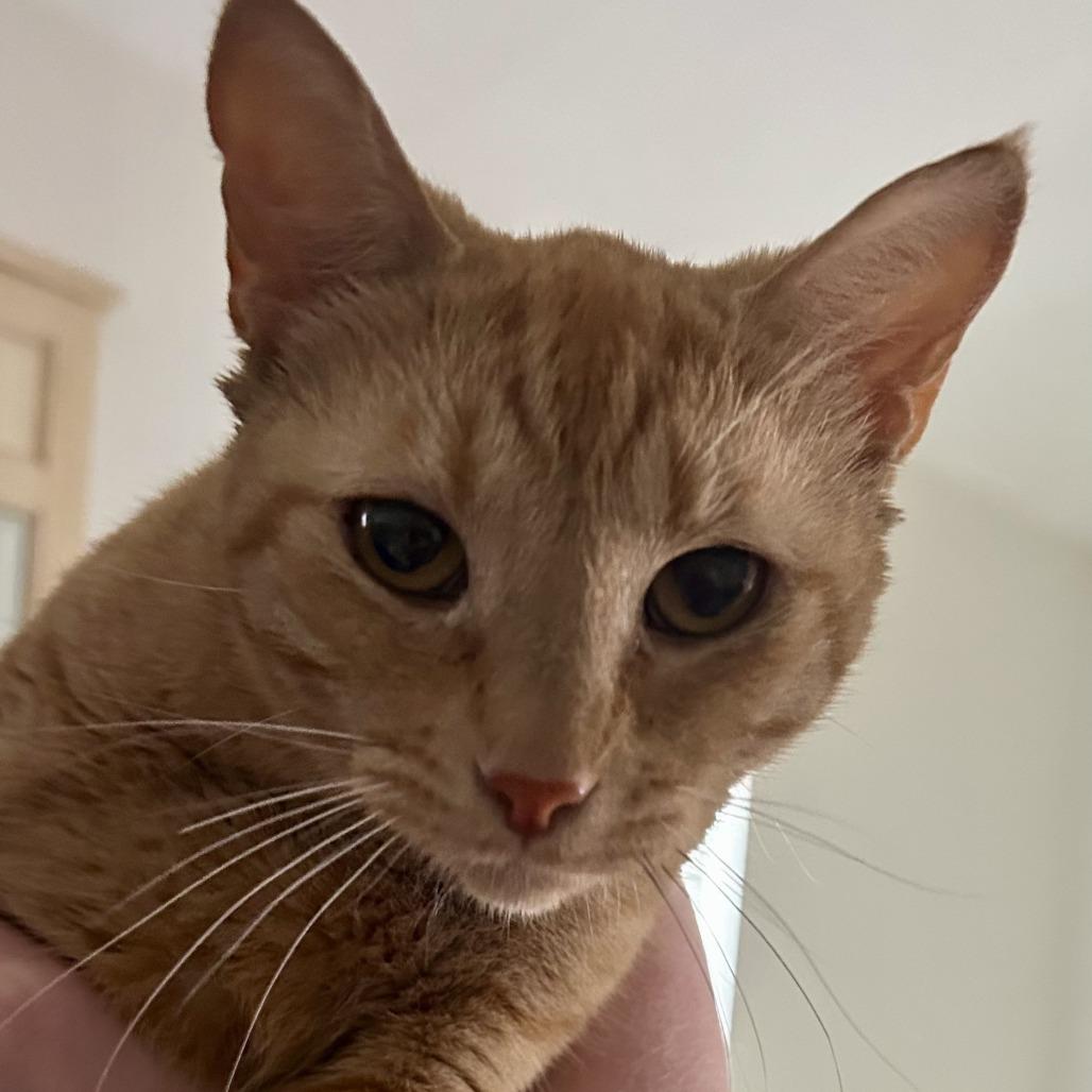 Enlarge Mama Sweater, a Adoptable Domestic Short Hair in Mount Juliet, TN image 2/2