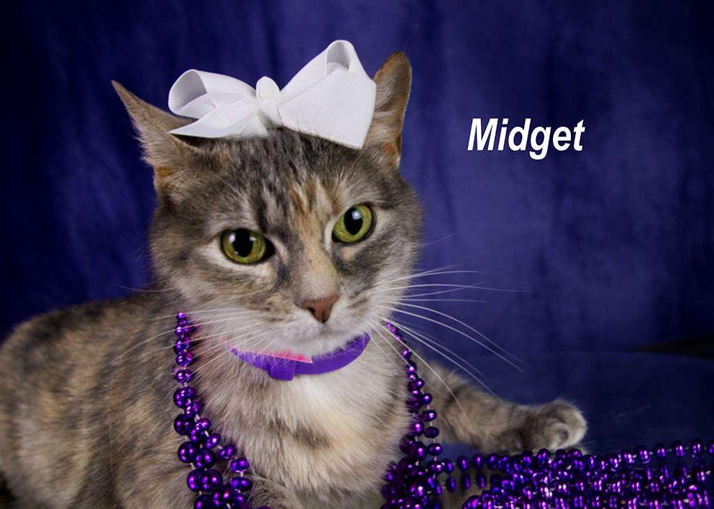 Enlarge Midget, a Adoptable Tabby in York, NE image 2/4