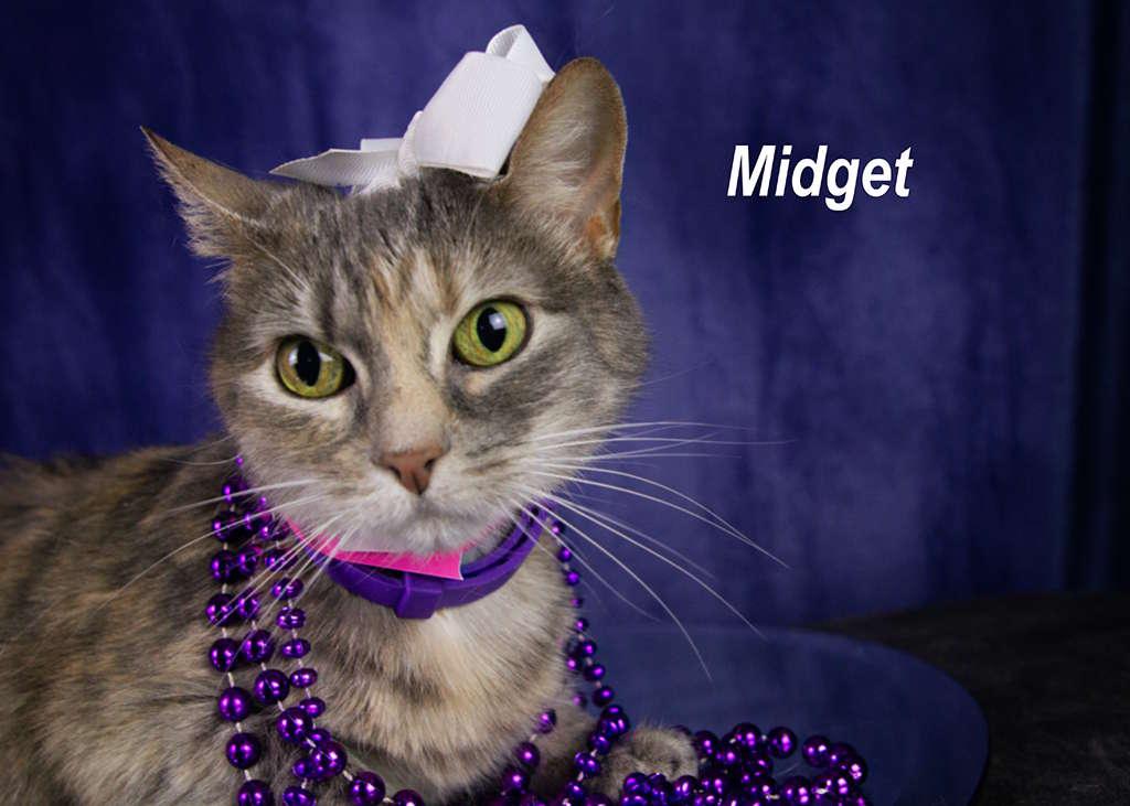 Enlarge Midget, a Adoptable Tabby in York, NE image 1/4