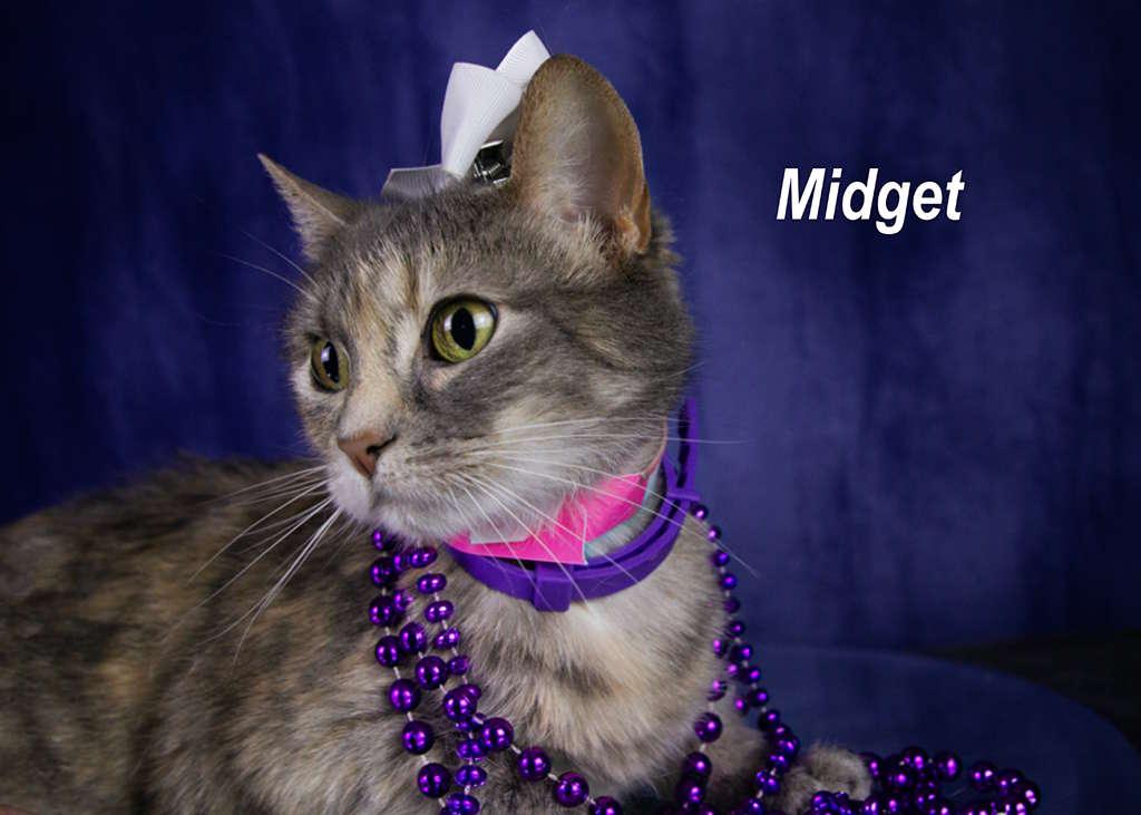 Enlarge Midget, a Adoptable Tabby in York, NE image 4/4