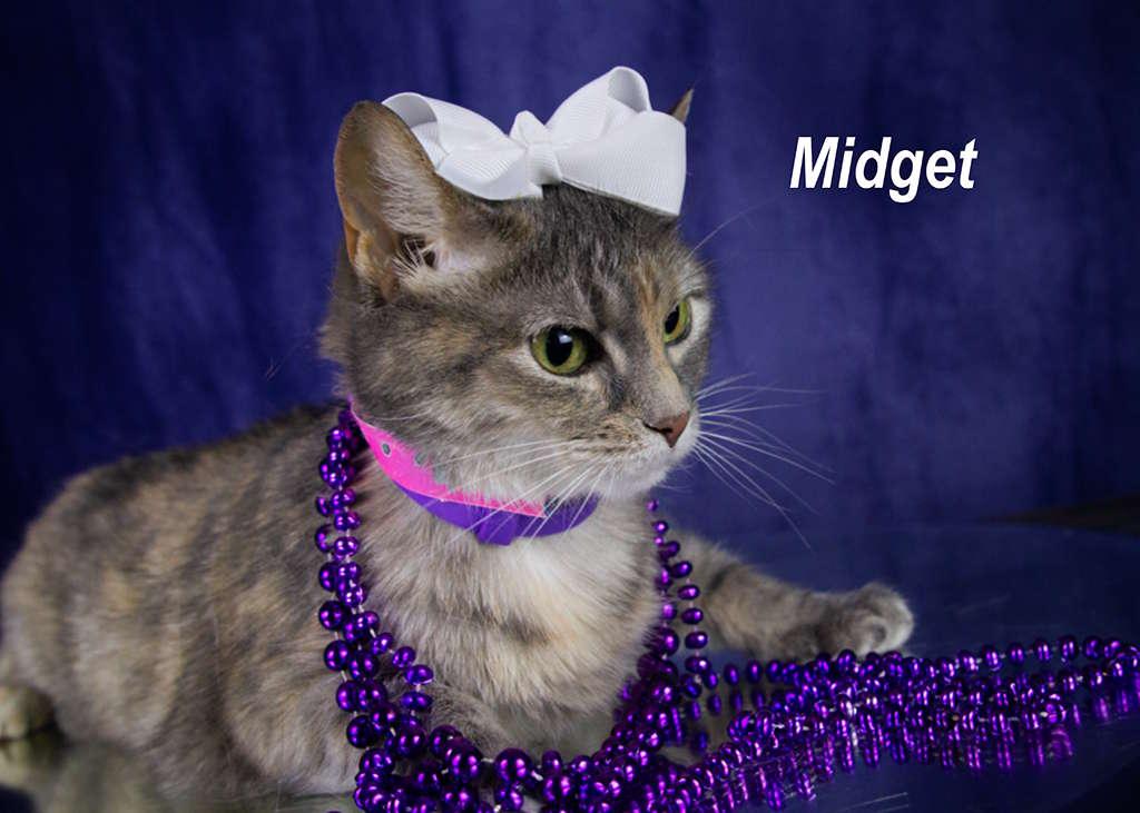 Enlarge Midget, a Adoptable Tabby in York, NE image 3/4
