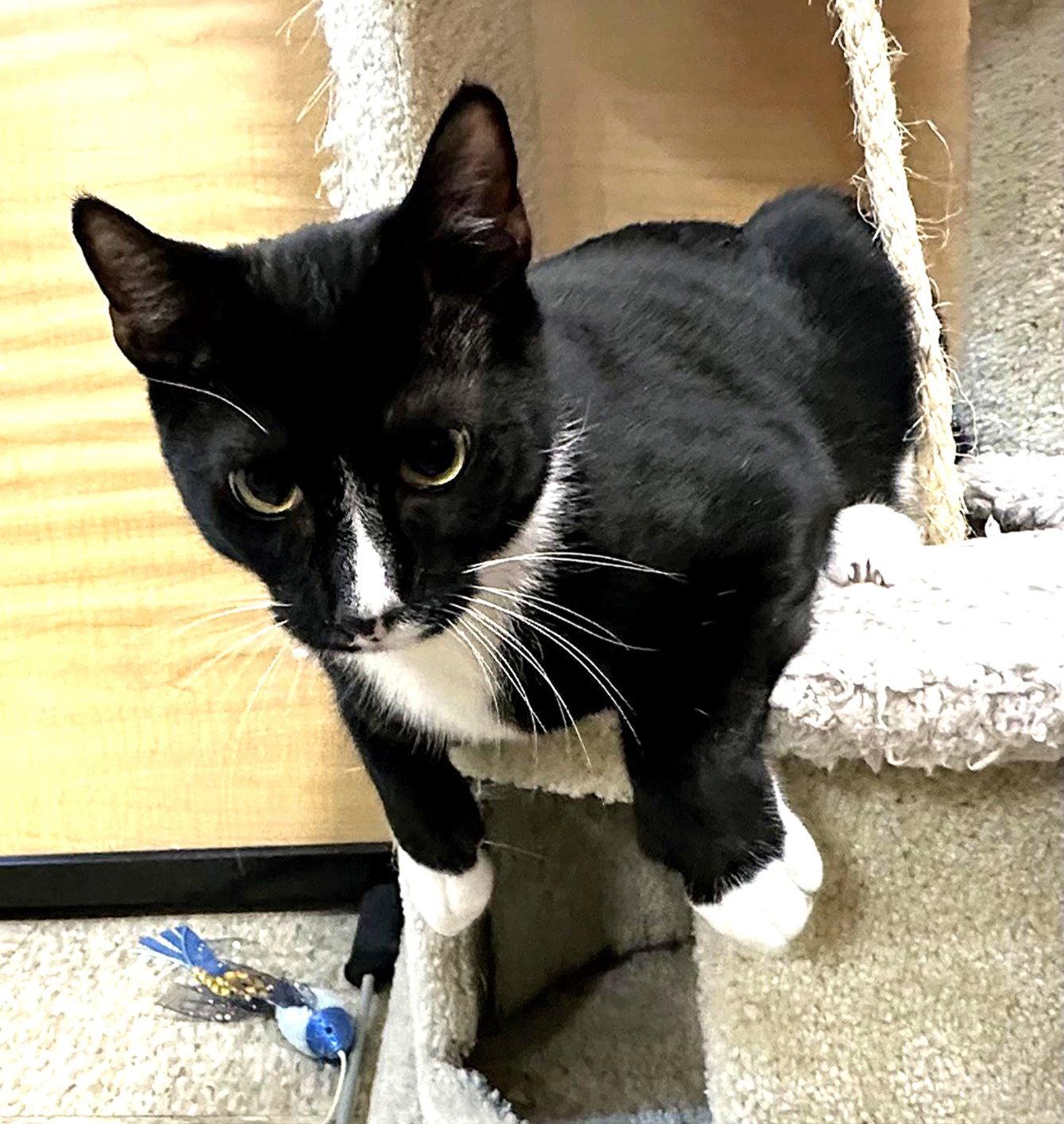 rico, Adoptable, Kitten Male Tuxedo & Domestic Short Hair.