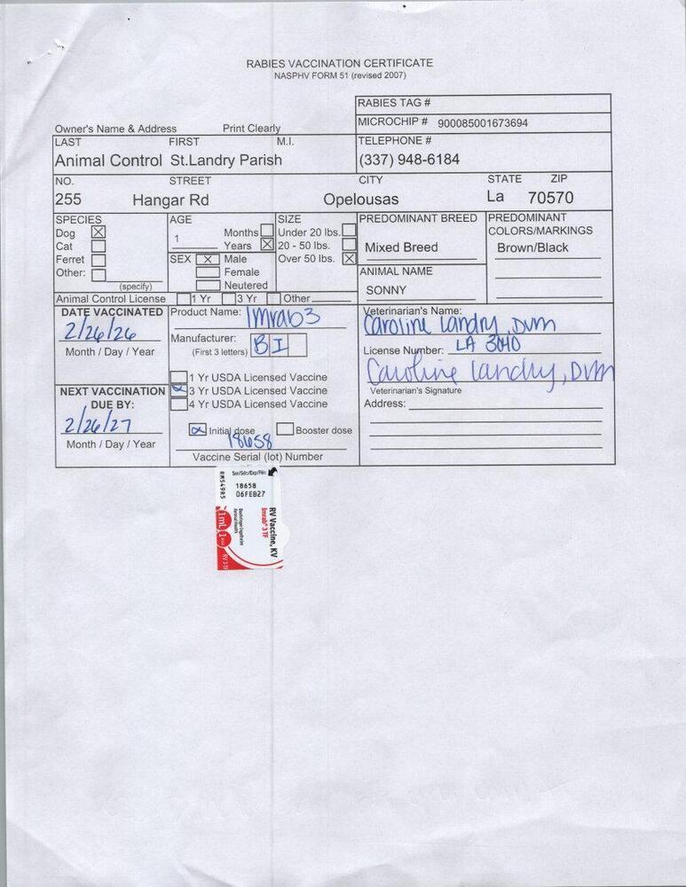 Enlarge Sonny, a Adoptable mixed breed in Opelousas, LA image 1/3