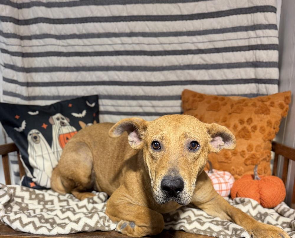 Enlarge Sonny, a Adoptable mixed breed in Opelousas, LA image 3/3