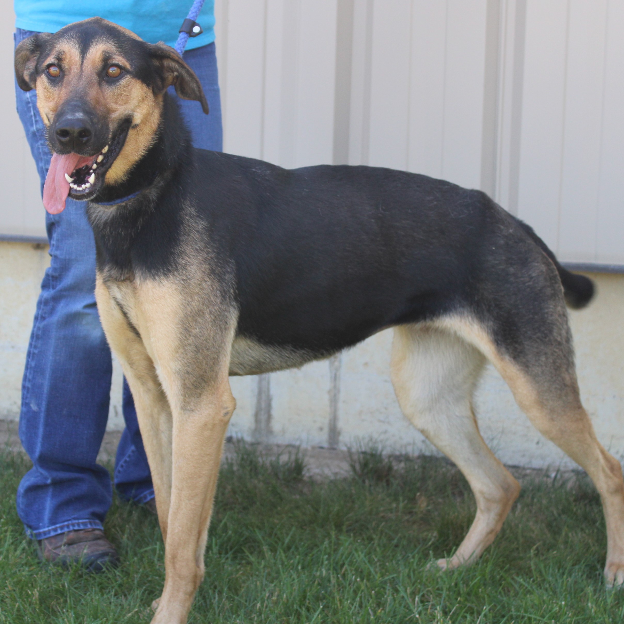 Sicily, a Adoptable mixed breed in Eaton, OH image 1/6