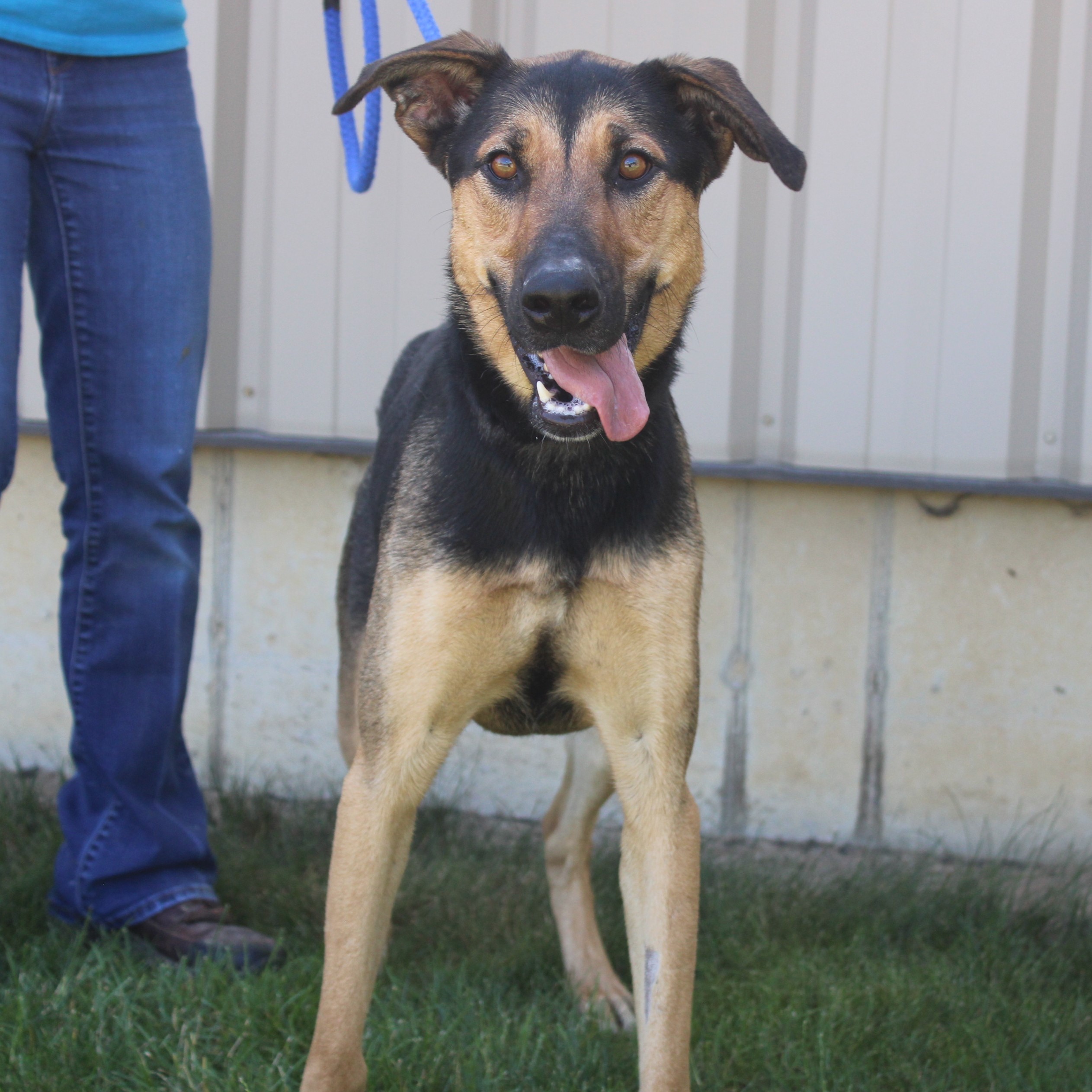Sicily, a Adoptable mixed breed in Eaton, OH image 2/6