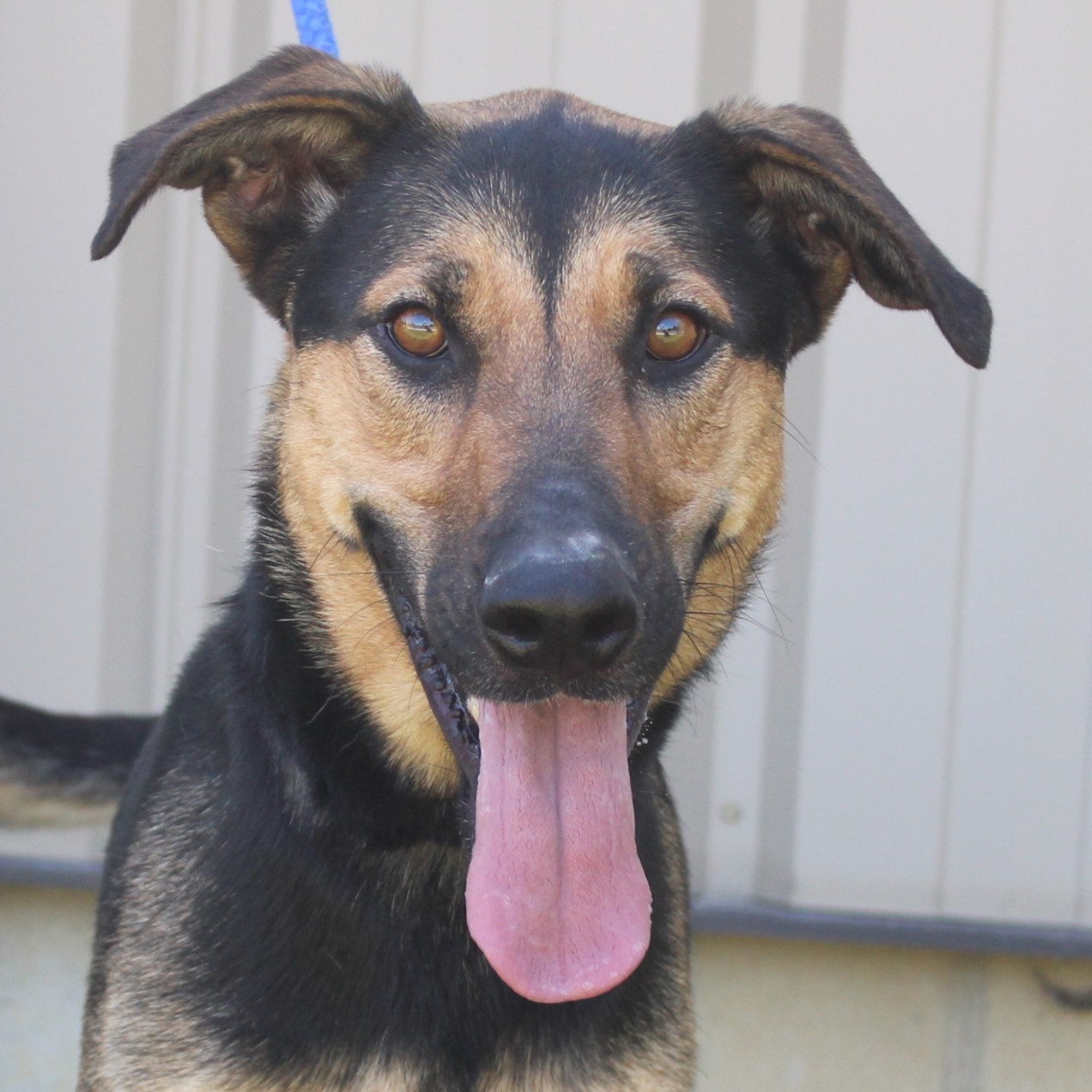 Sicily, a Adoptable mixed breed in Eaton, OH image 3/6