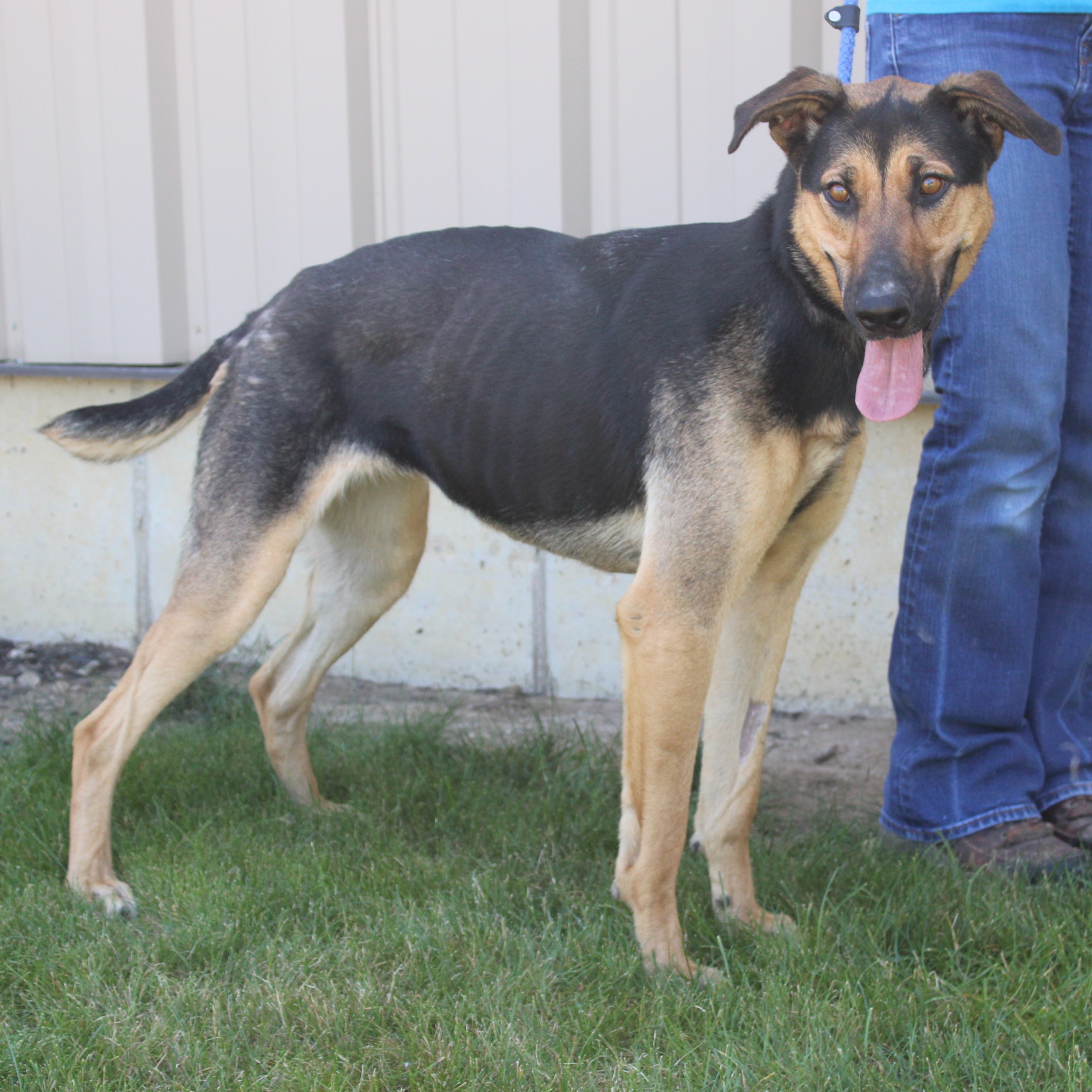Sicily, a Adoptable mixed breed in Eaton, OH image 4/6