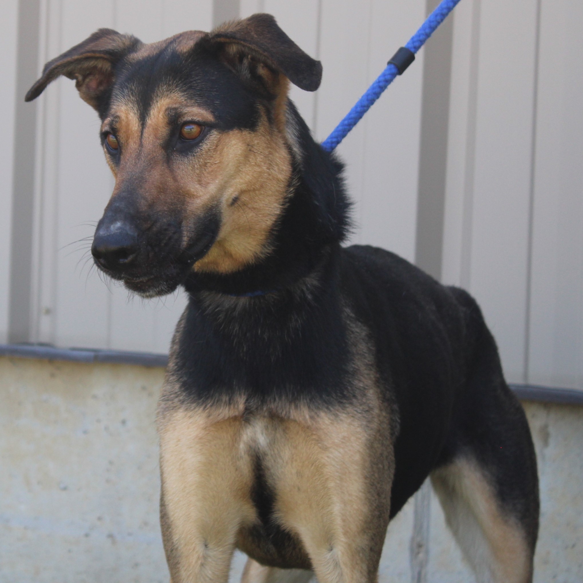 Sicily, a Adoptable mixed breed in Eaton, OH image 5/6