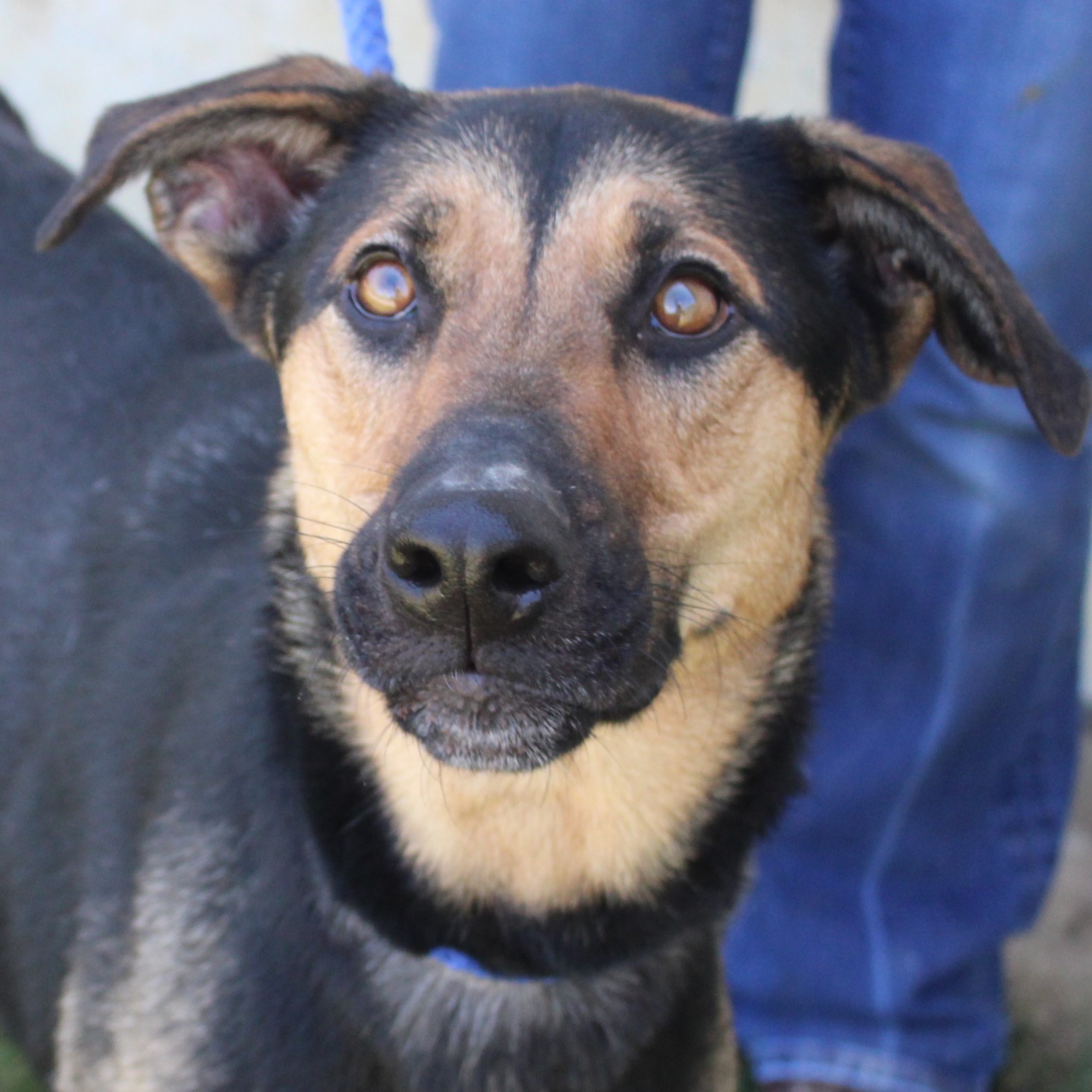 Sicily, a Adoptable mixed breed in Eaton, OH image 6/6