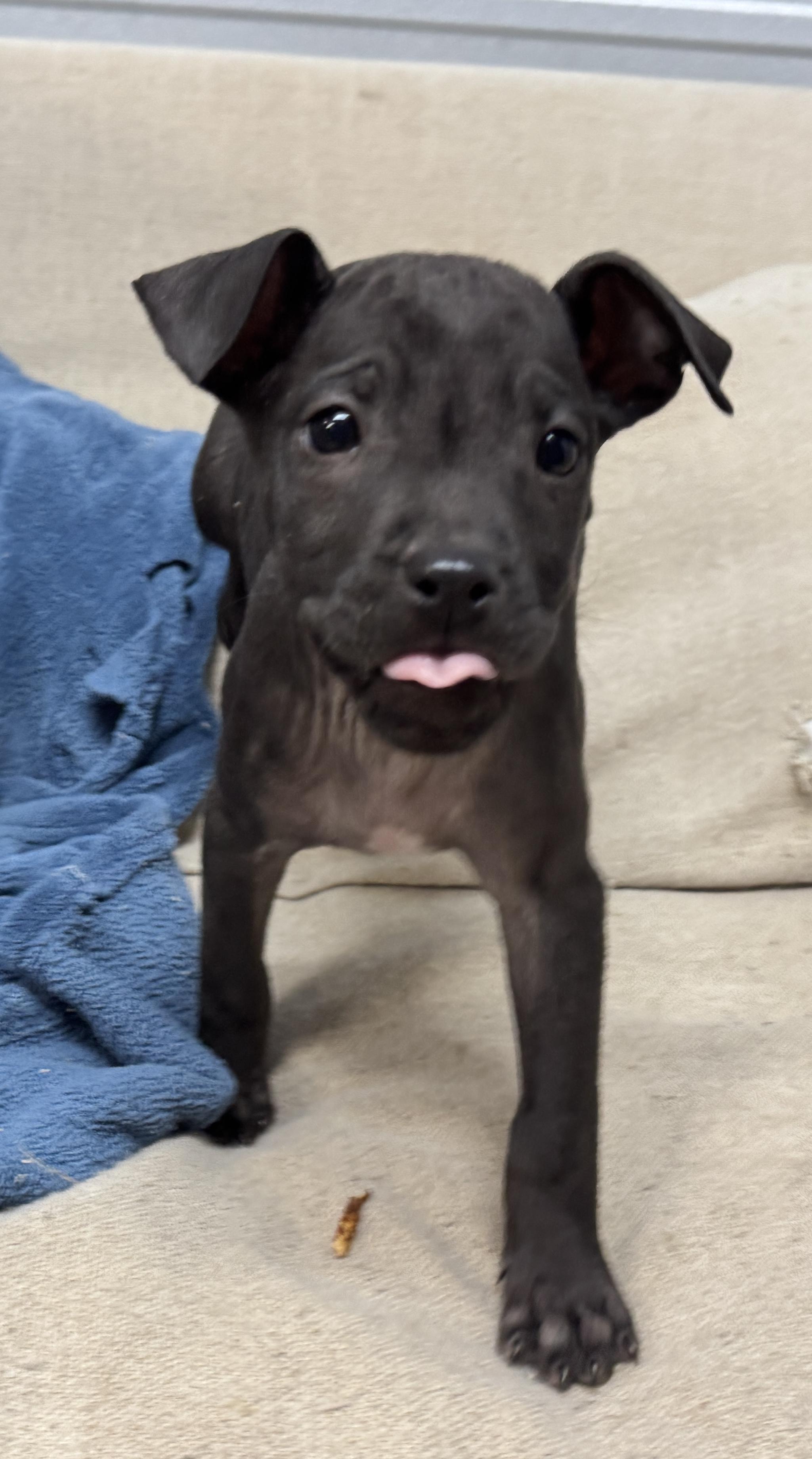 Willow Valentine thumbnail 2