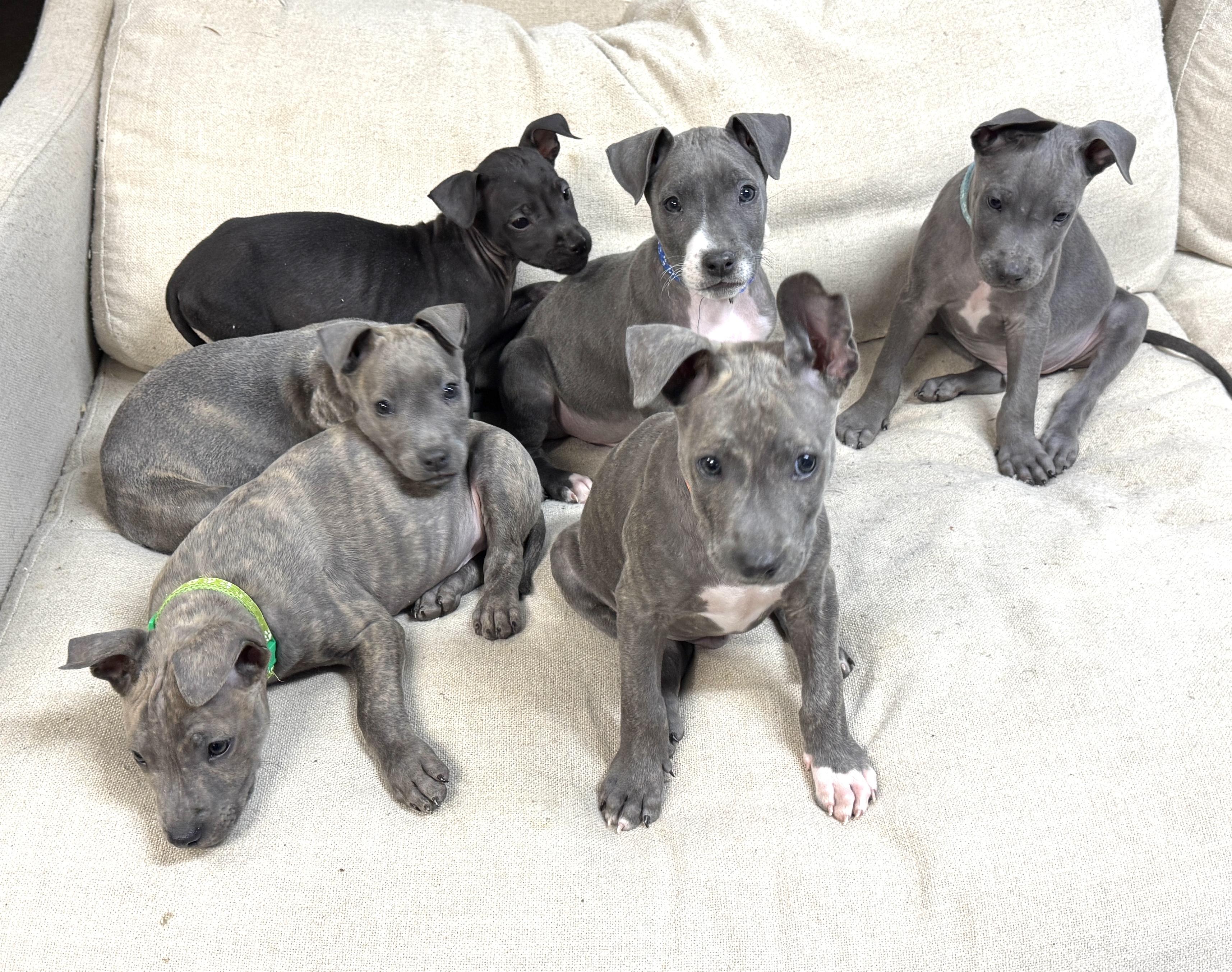 Willow Valentine thumbnail 3