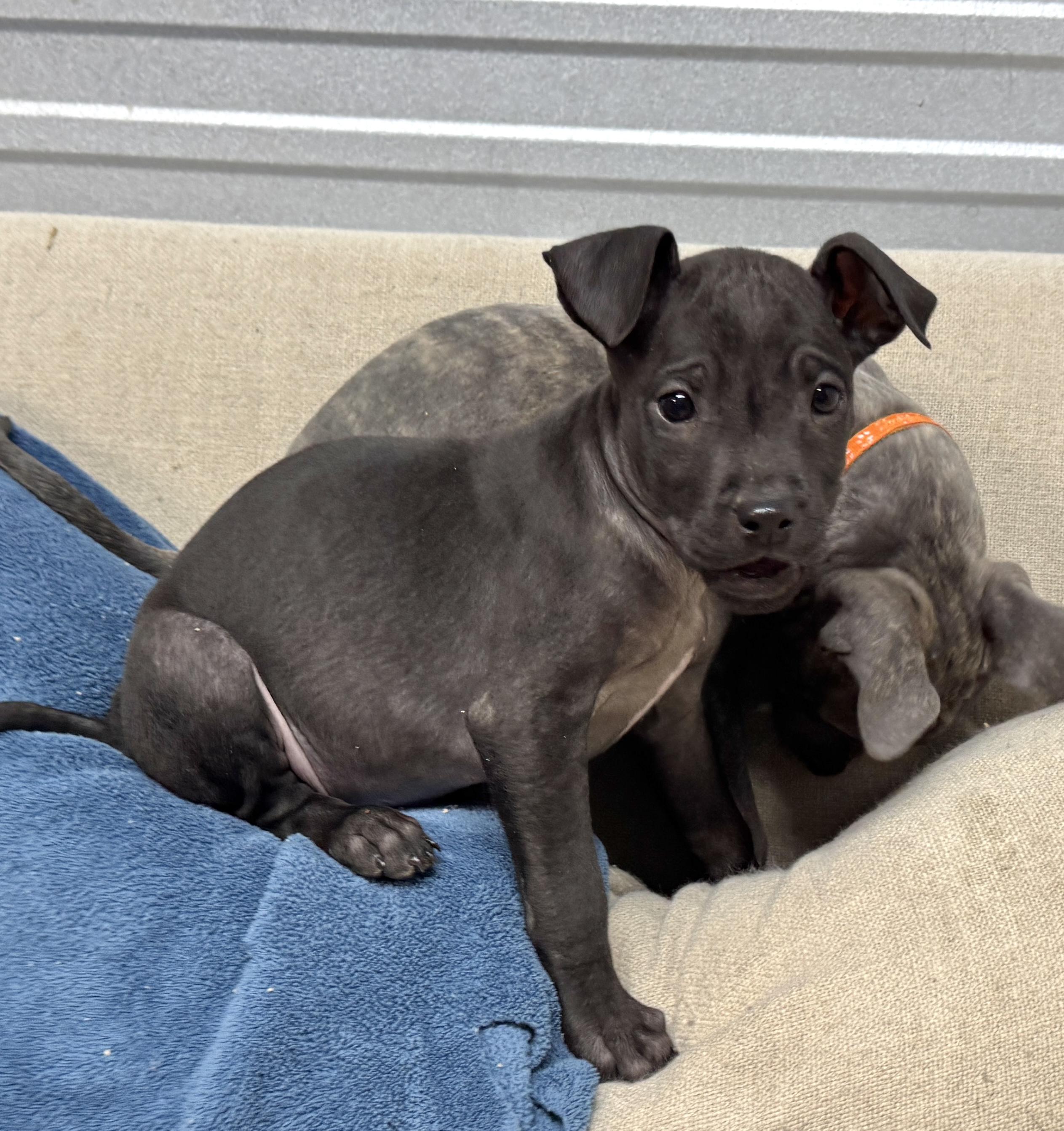 Willow Valentine thumbnail 4