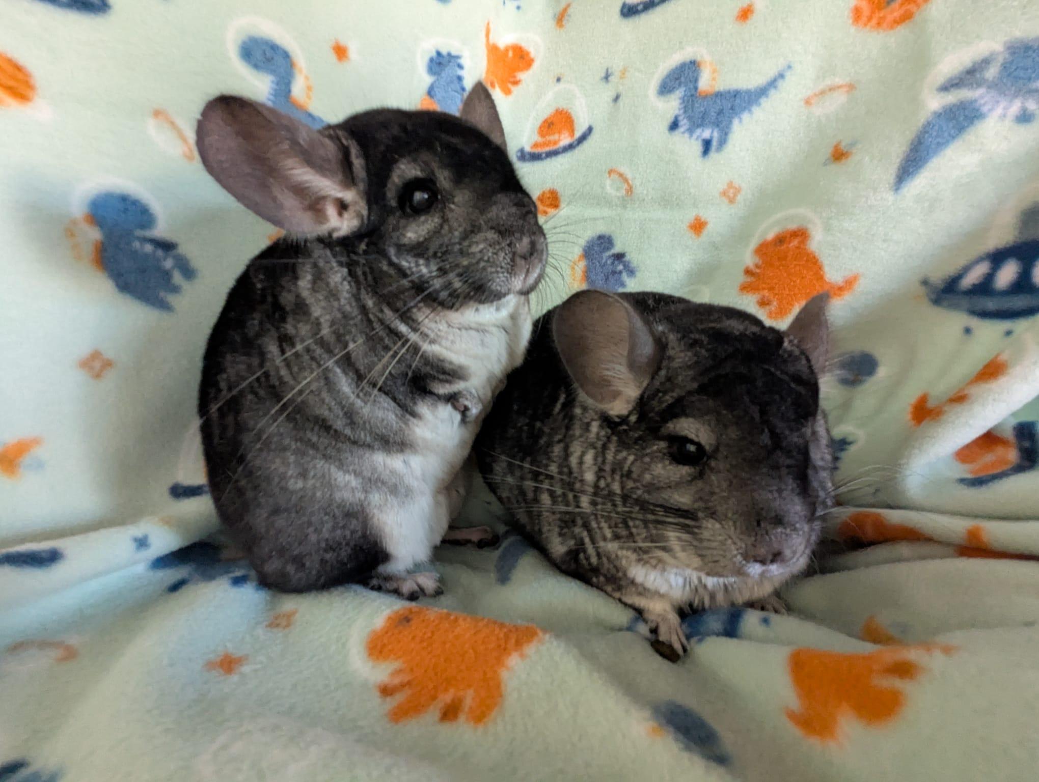 Enlarge Gumdrop & Sprinkle, a Adoptable Chinchilla in Fountain Valley, CA image 3/5