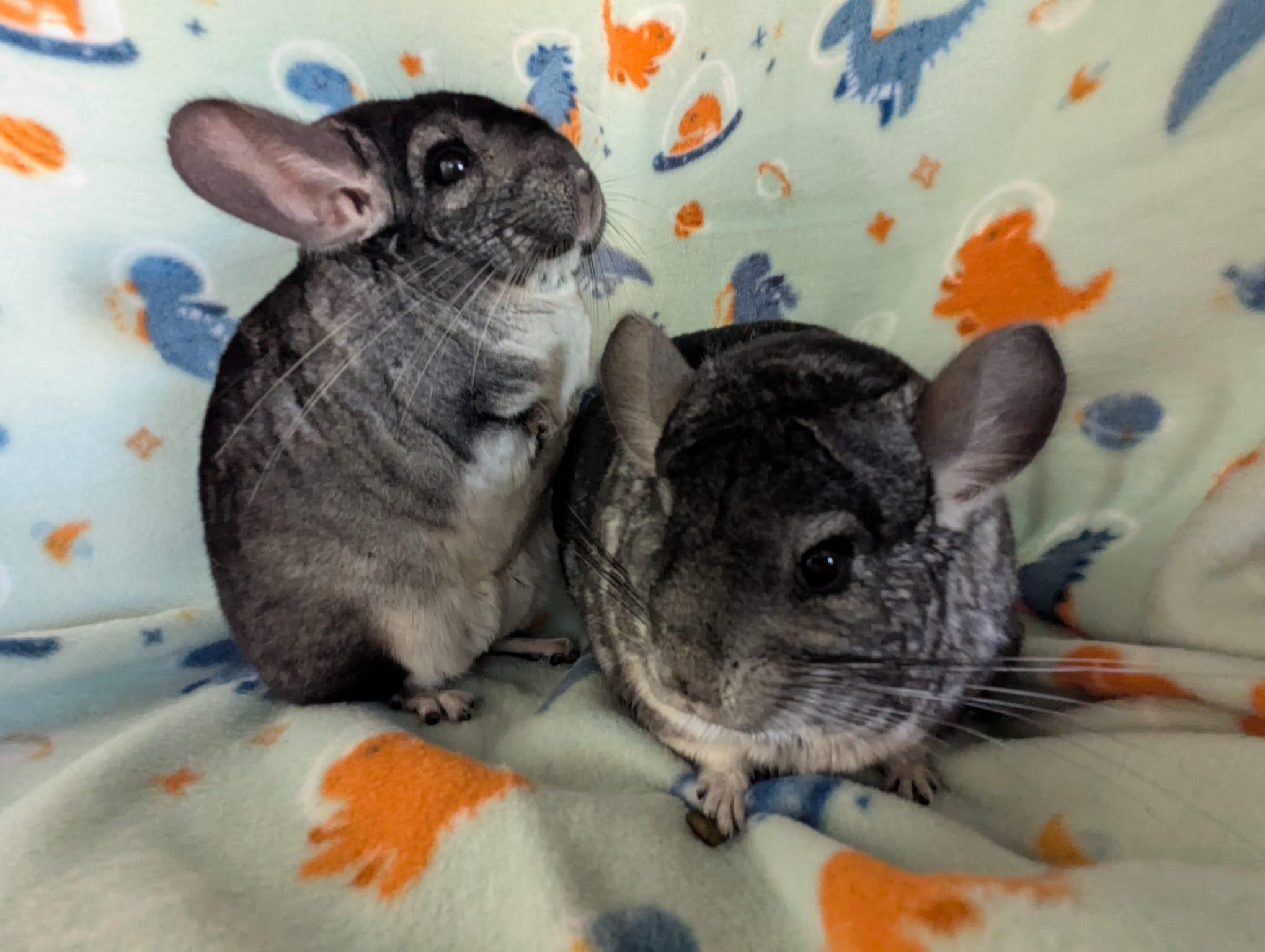 Enlarge Gumdrop & Sprinkle, a Adoptable Chinchilla in Fountain Valley, CA image 4/5