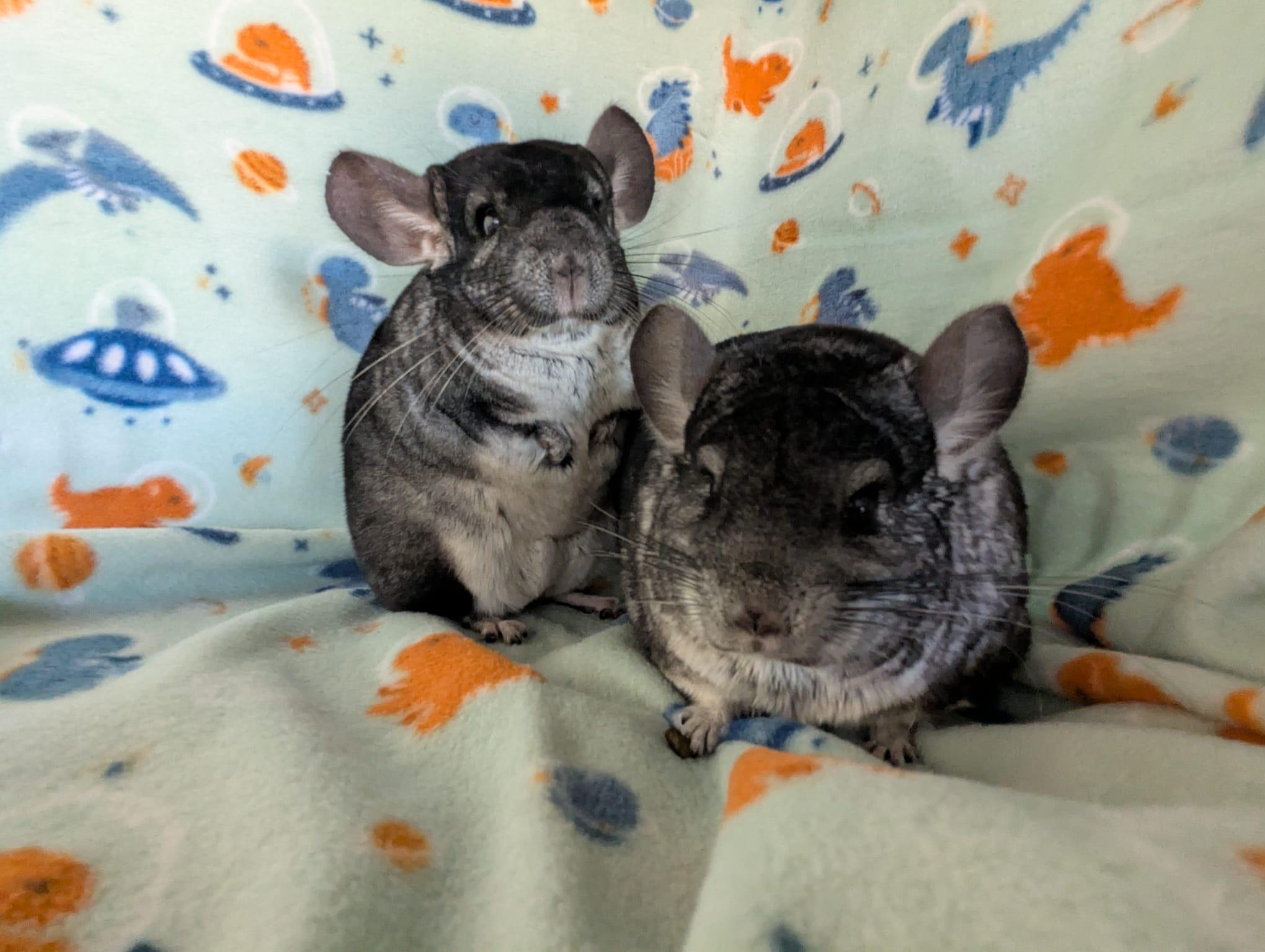 Enlarge Gumdrop & Sprinkle, a Adoptable Chinchilla in Fountain Valley, CA image 1/5
