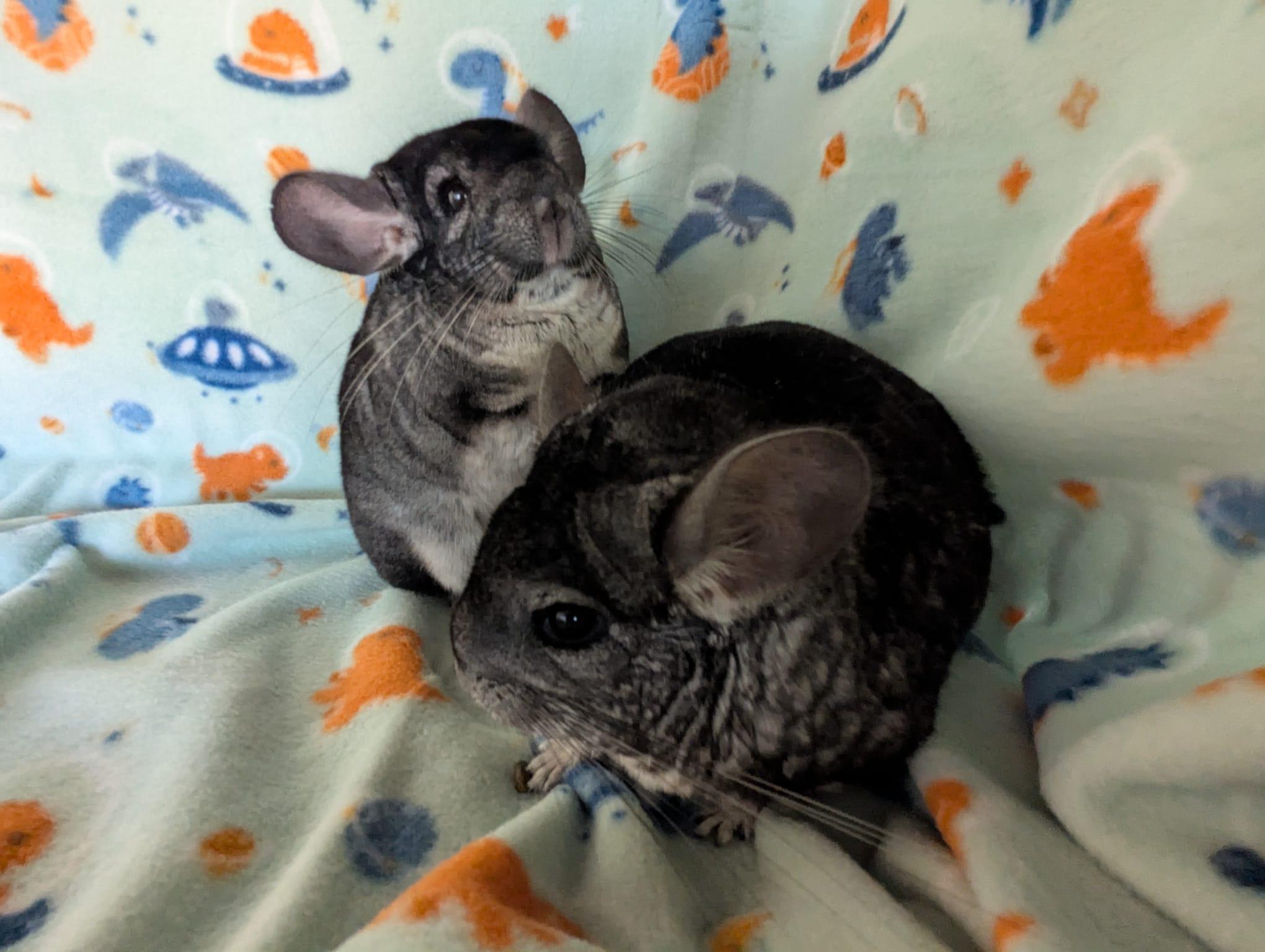 Enlarge Gumdrop & Sprinkle, a Adoptable Chinchilla in Fountain Valley, CA image 2/5