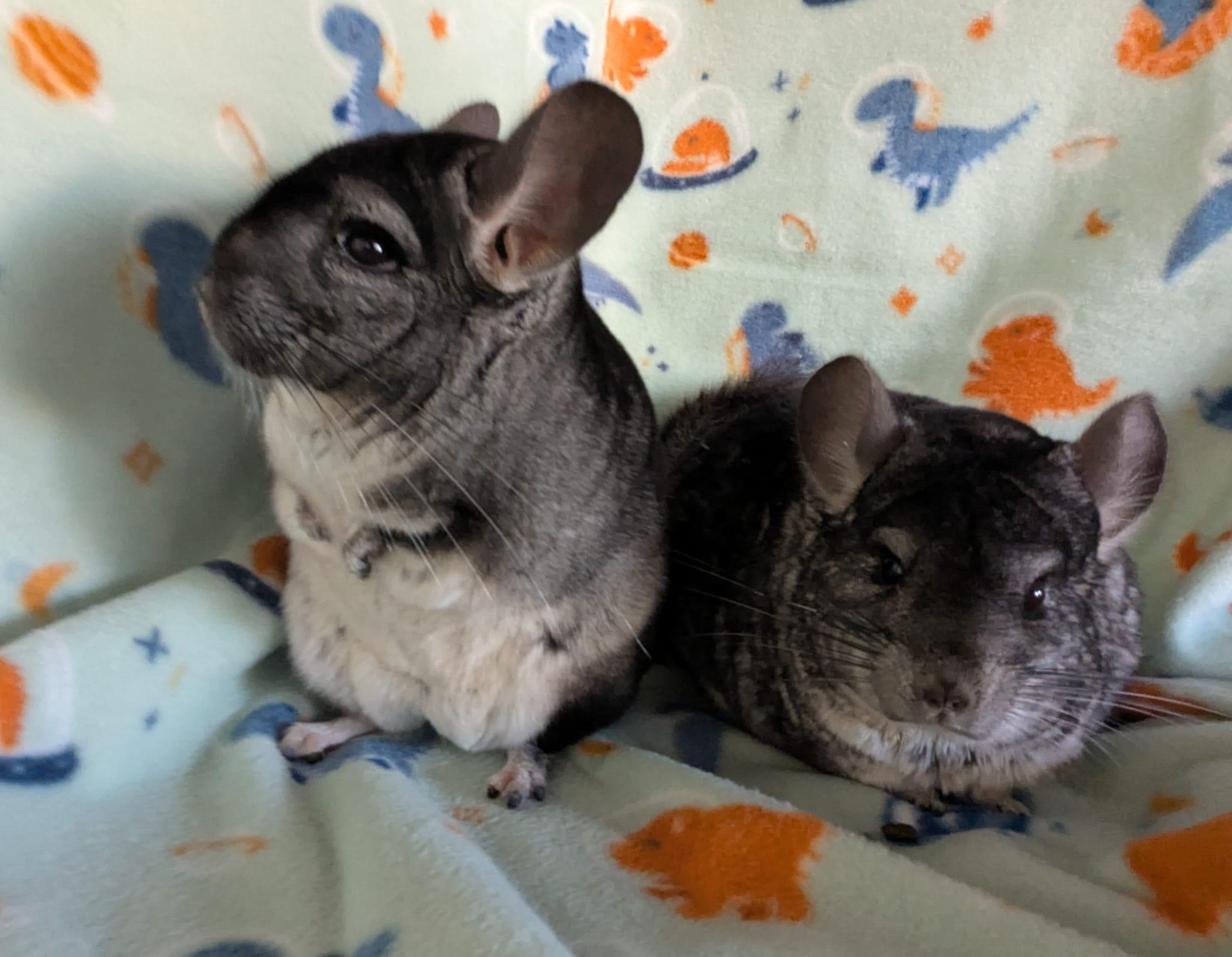 Enlarge Gumdrop & Sprinkle, a Adoptable Chinchilla in Fountain Valley, CA image 5/5