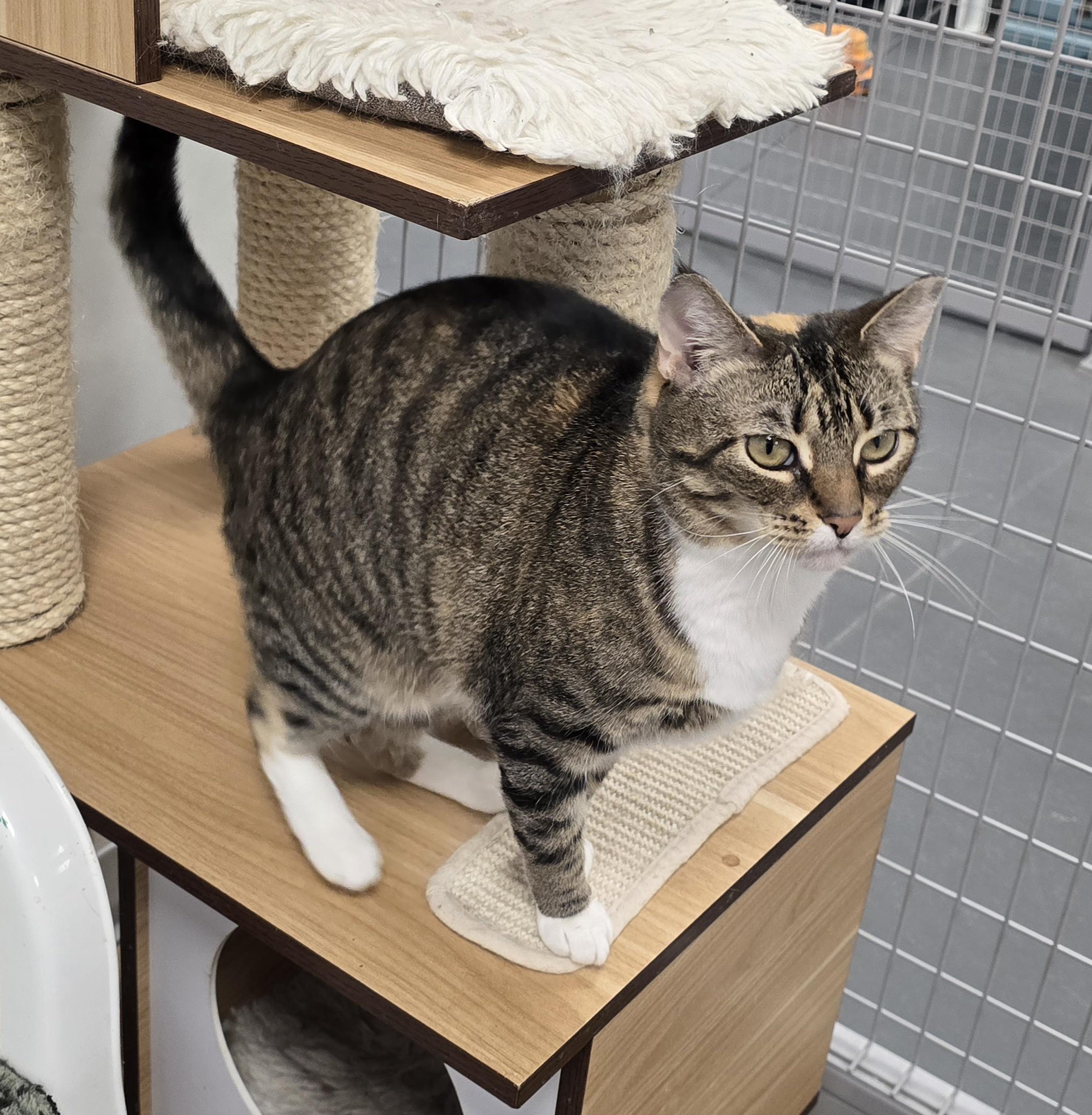 Enlarge HoneyBee, a Adoptable Domestic Short Hair in Williamsport, PA image 1/2