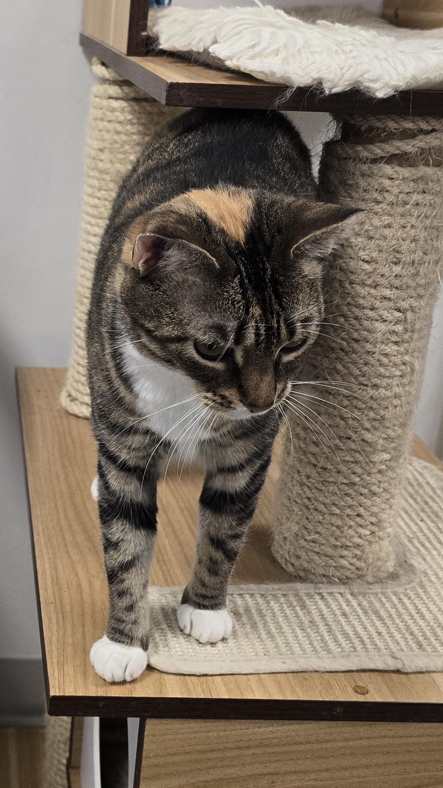 Enlarge HoneyBee, a Adoptable Domestic Short Hair in Williamsport, PA image 2/2