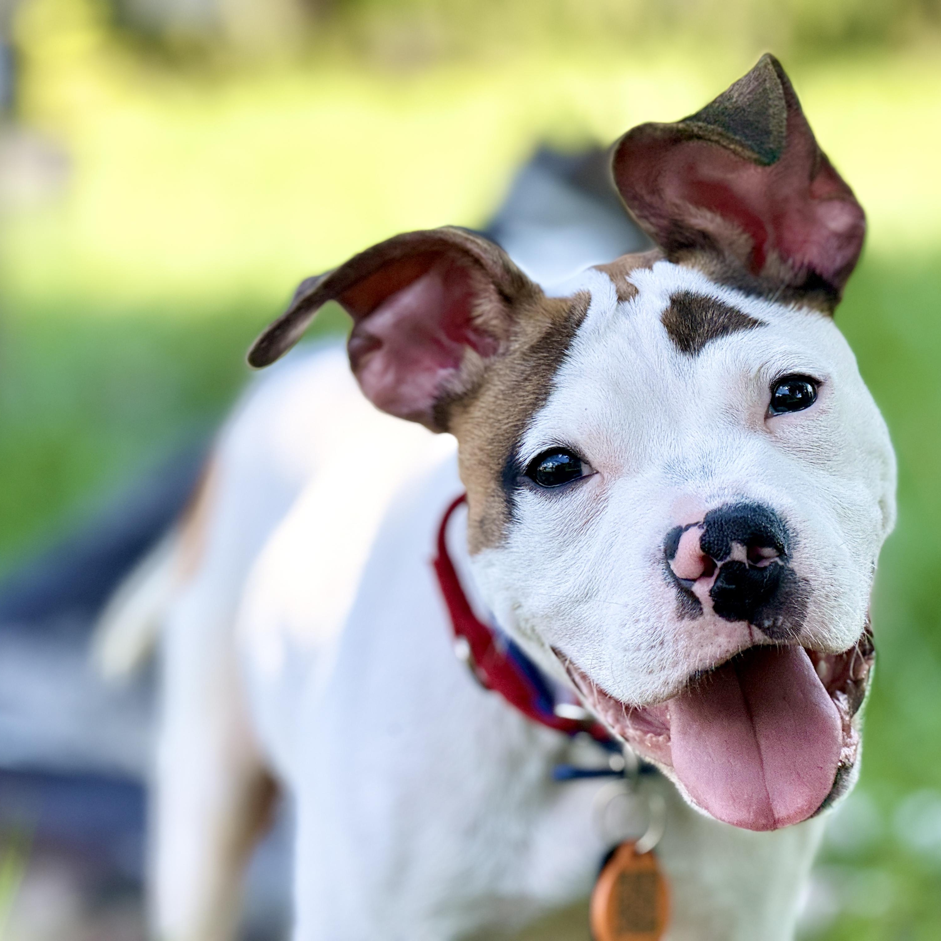 Donald, ADOPTABLE, Puppy Male American Staffordshire Terrier & Boxer.
