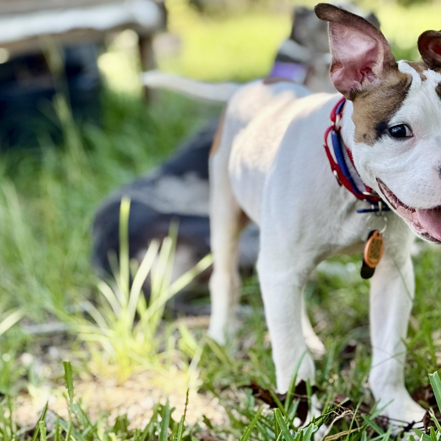 Enlarge Donald, a ADOPTABLE mixed breed in Deltona, FL image 5/6