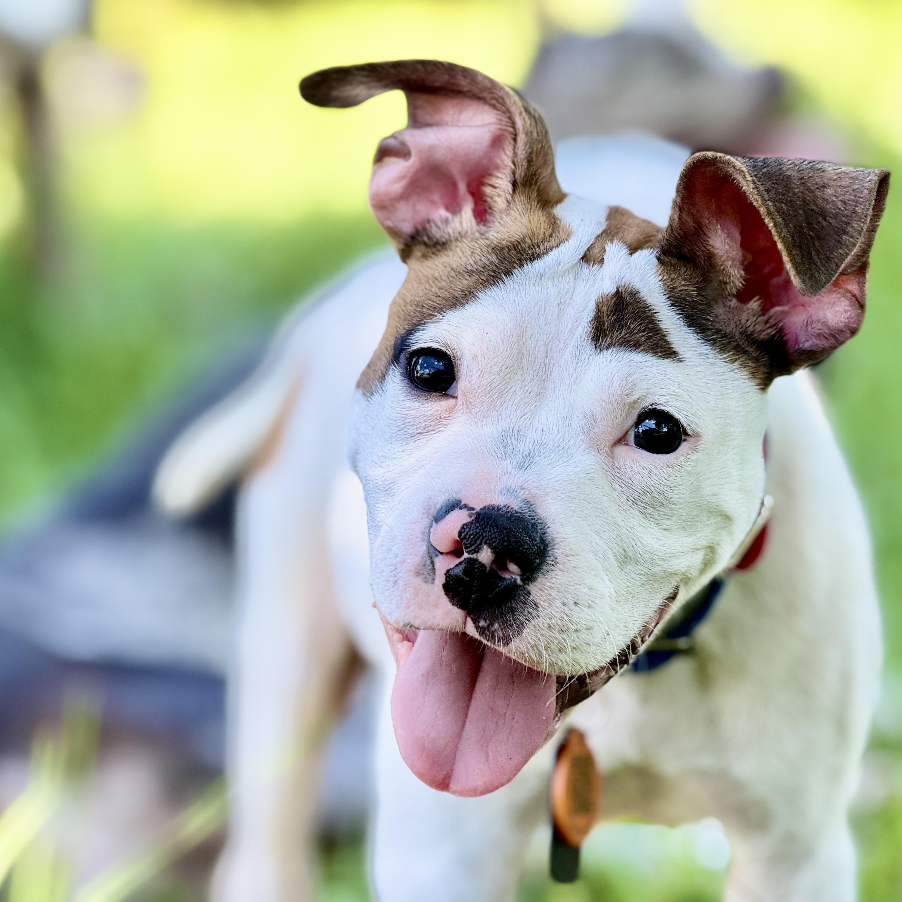 Enlarge Donald, a ADOPTABLE mixed breed in Deltona, FL image 3/6