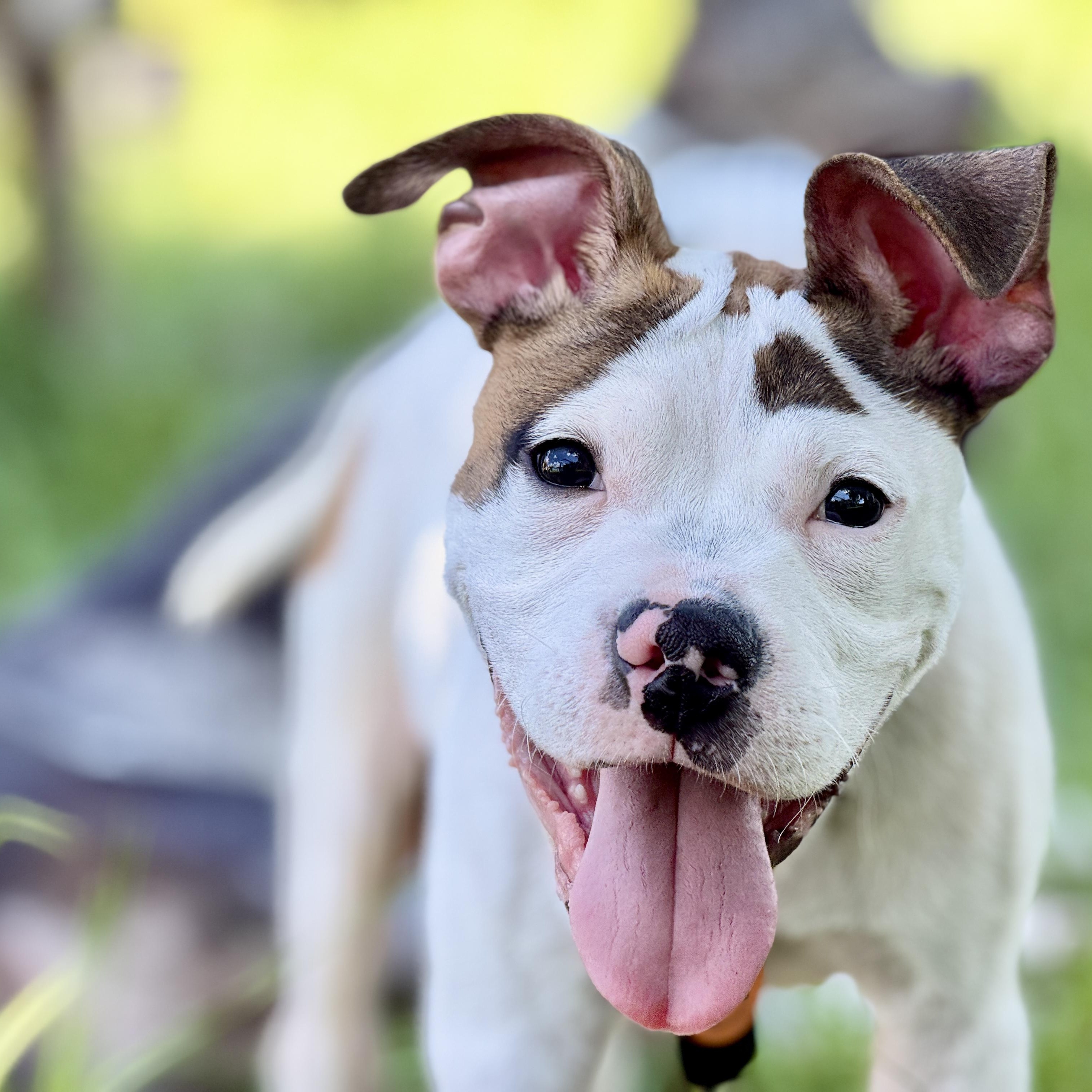 Enlarge Donald, a ADOPTABLE mixed breed in Deltona, FL image 2/6