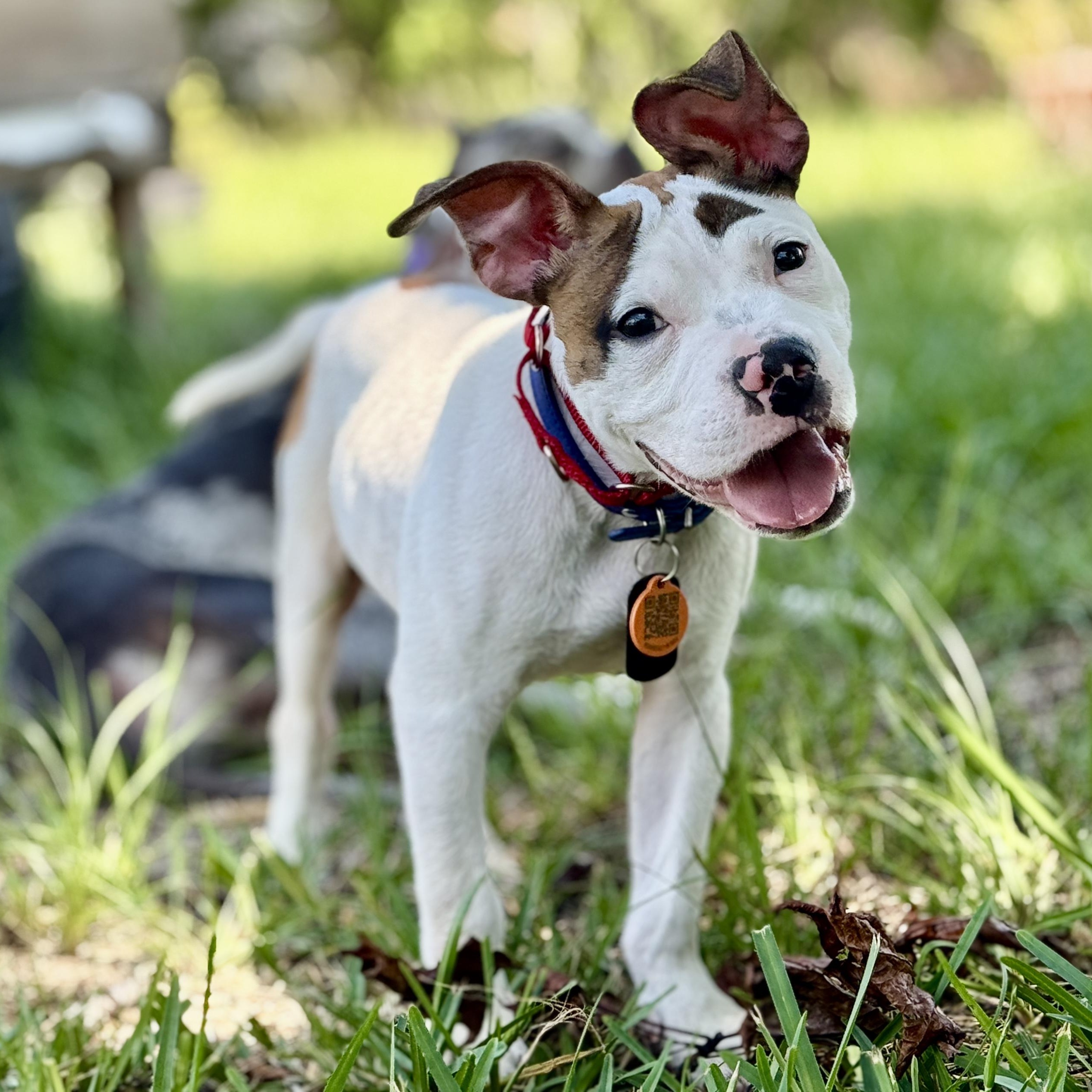 Enlarge Donald, a ADOPTABLE mixed breed in Deltona, FL image 6/6