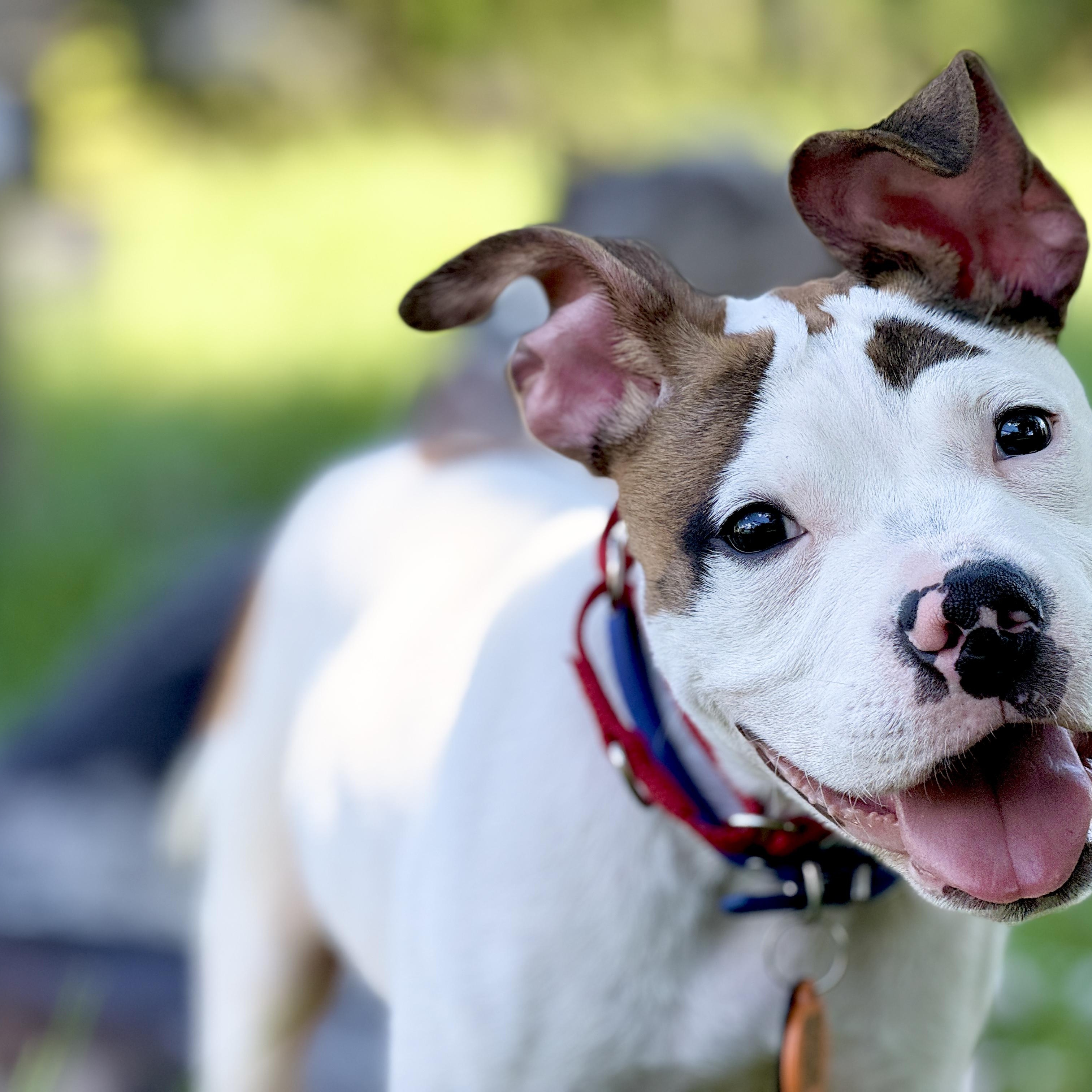 Enlarge Donald, a ADOPTABLE mixed breed in Deltona, FL image 4/6