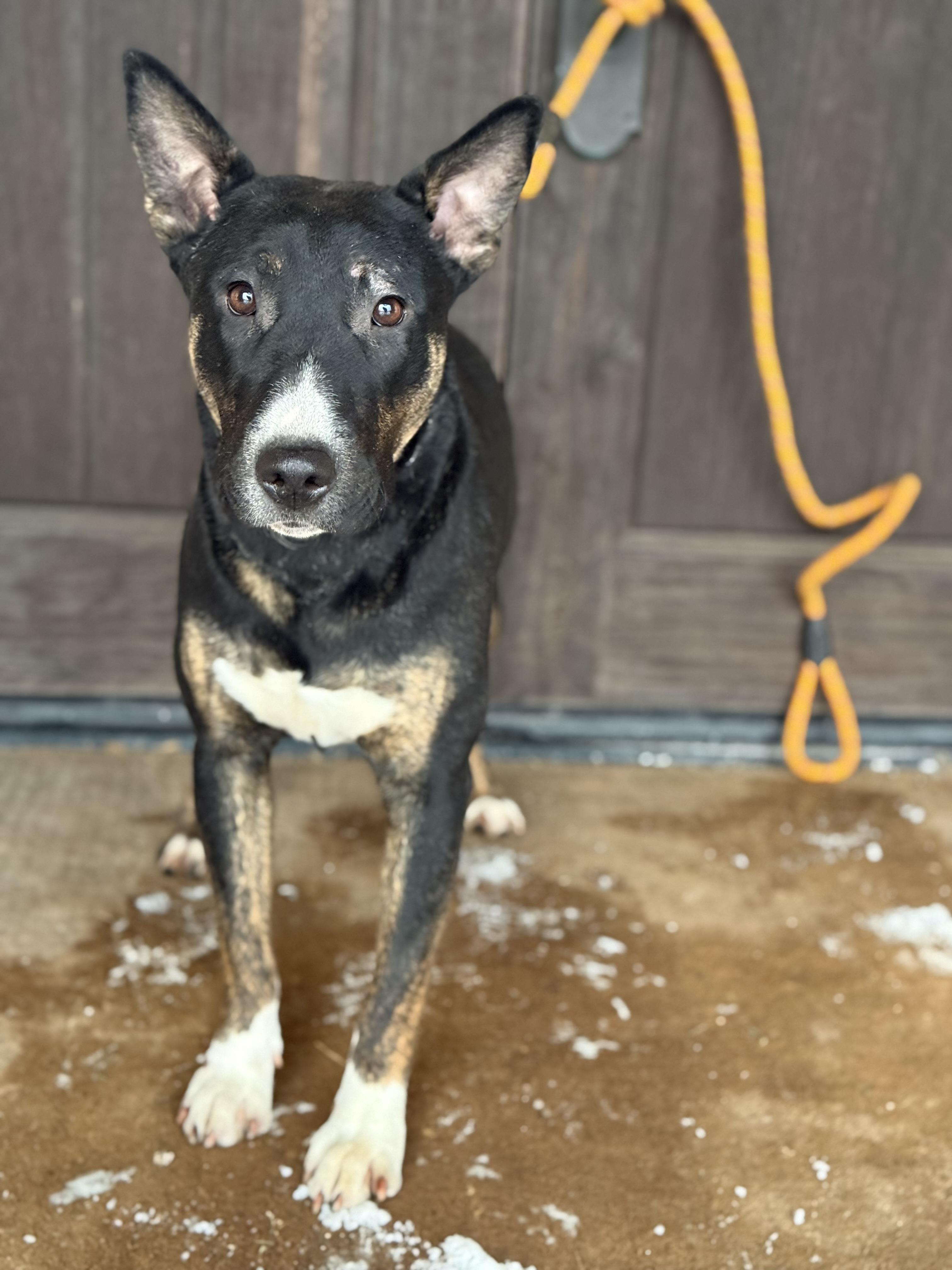 Luna, a ADOPTABLE mixed breed in University Place, WA image 5/6