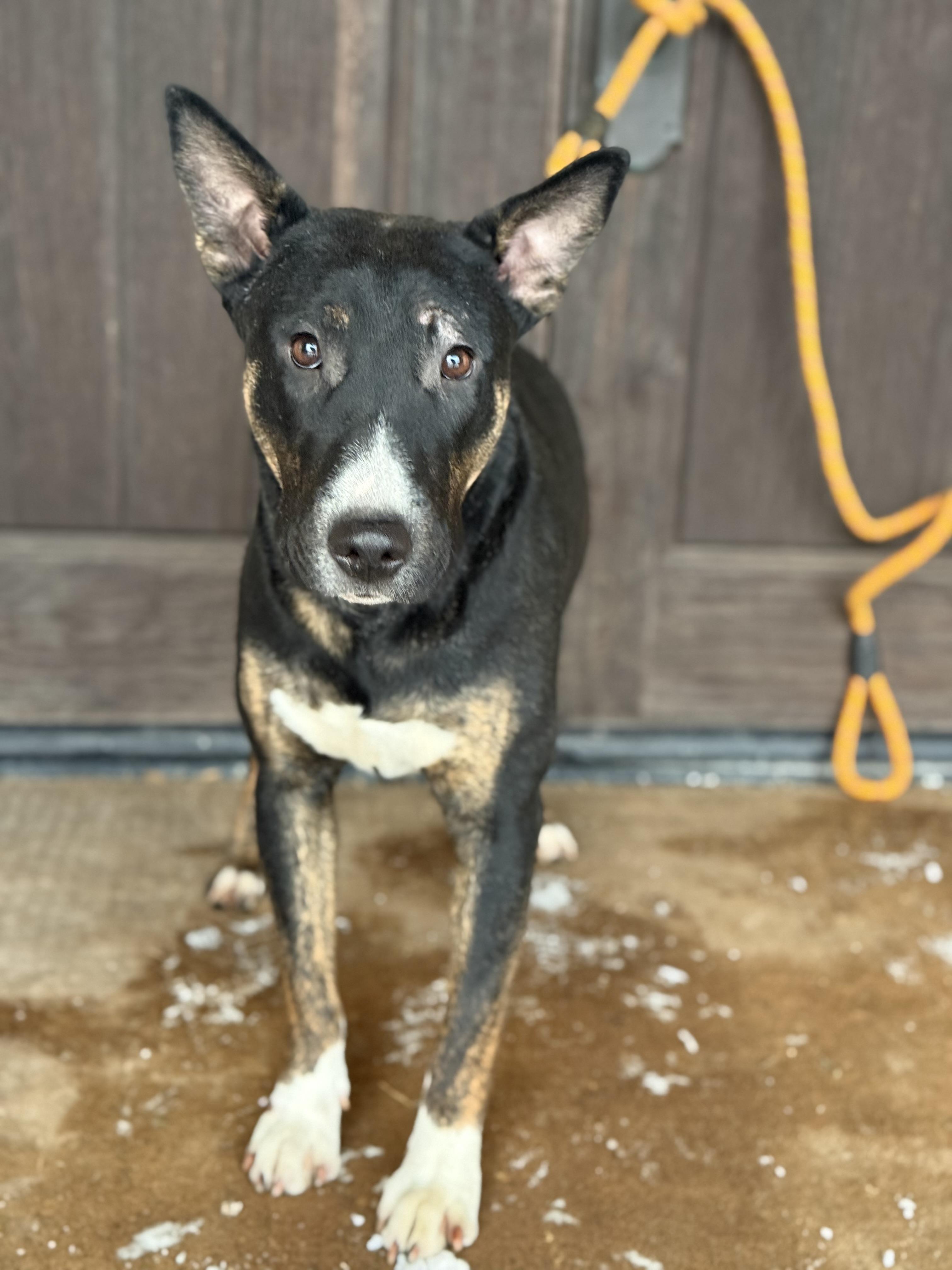 Luna, a ADOPTABLE mixed breed in University Place, WA image 4/6