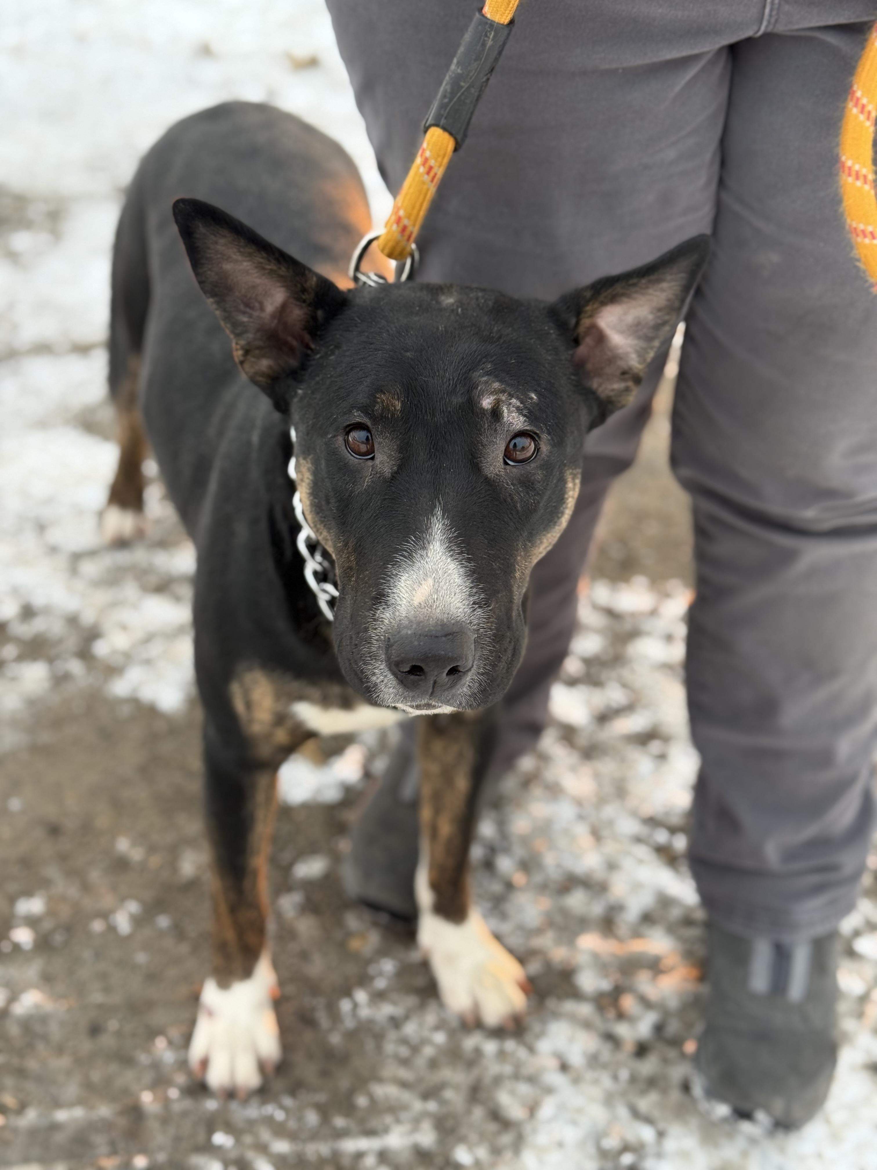 Luna, a ADOPTABLE mixed breed in University Place, WA image 1/6