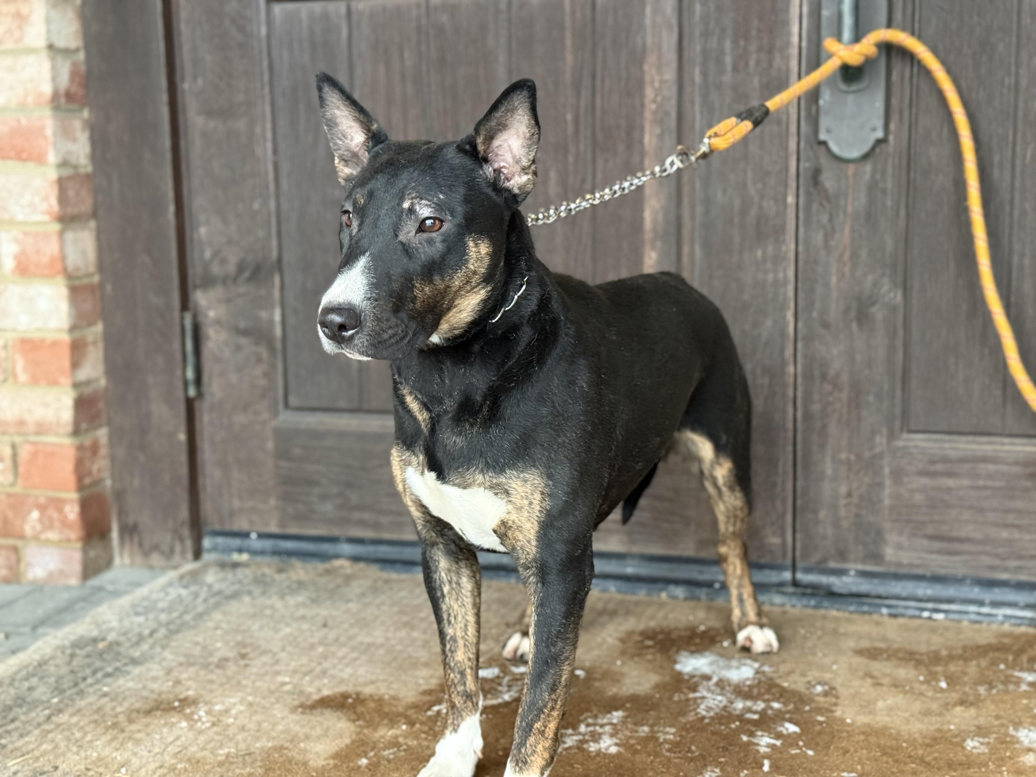 Luna, a ADOPTABLE mixed breed in University Place, WA image 2/6