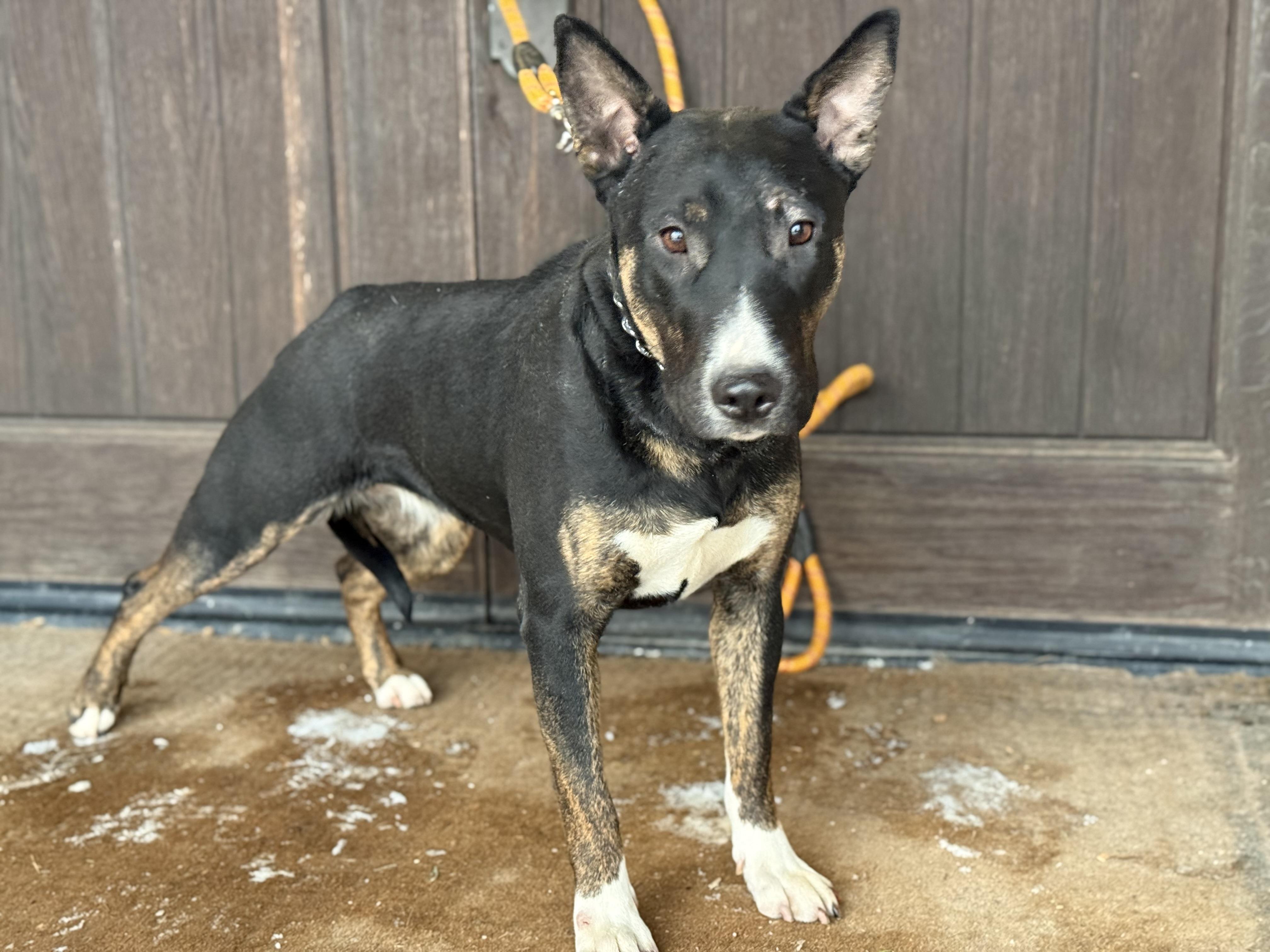Luna, a ADOPTABLE mixed breed in University Place, WA image 3/6