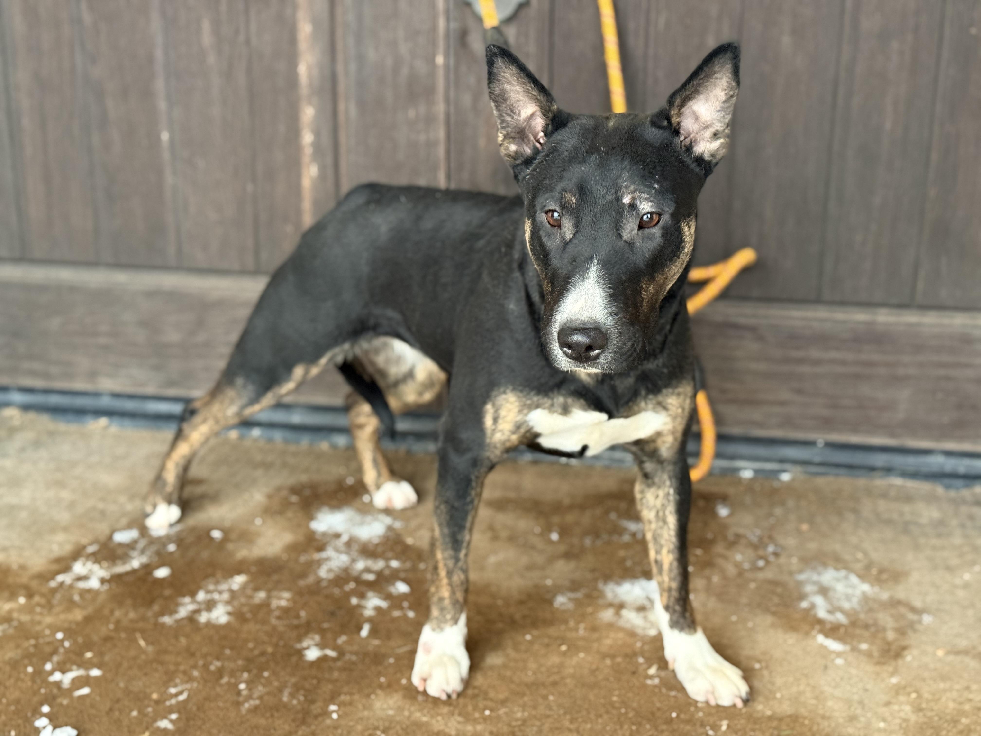 Luna, a ADOPTABLE mixed breed in University Place, WA image 6/6