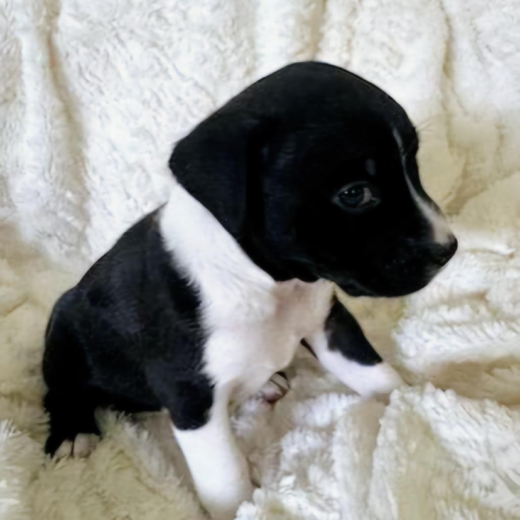 Blue Ridge, Adoptable, Young Male Chihuahua & Mixed Breed.