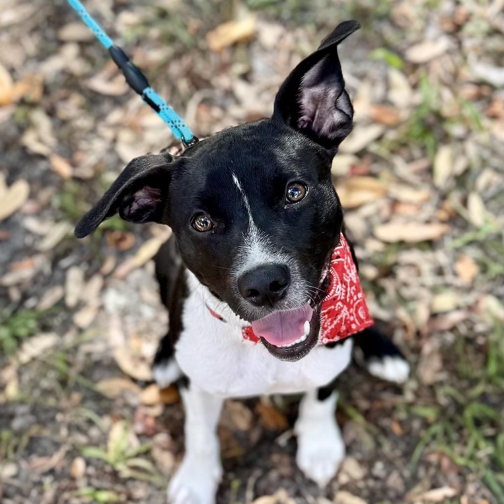 Enlarge Blue Ridge, a Adoptable mixed breed in Jacksonville, FL image 2/6