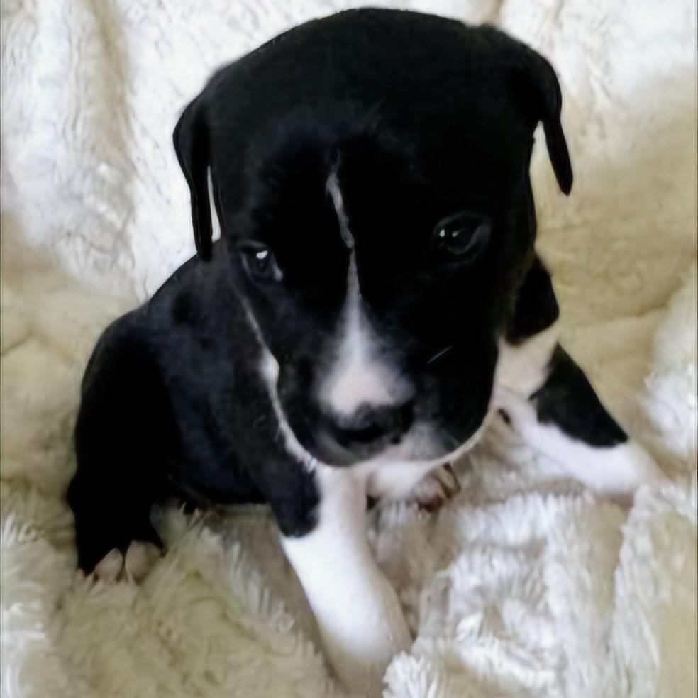 Enlarge Blue Ridge, a Adoptable mixed breed in Jacksonville, FL image 3/6