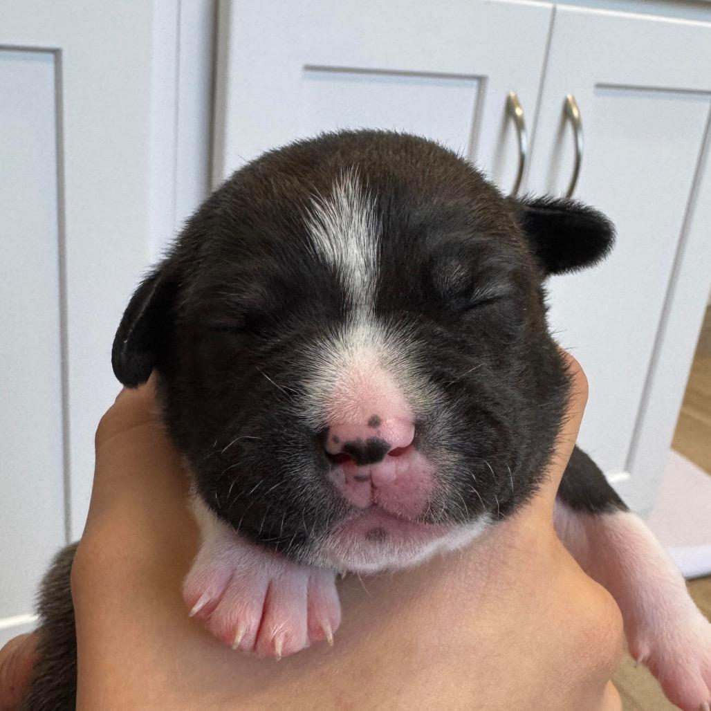 Enlarge Blue Ridge, a Adoptable mixed breed in Jacksonville, FL image 4/6