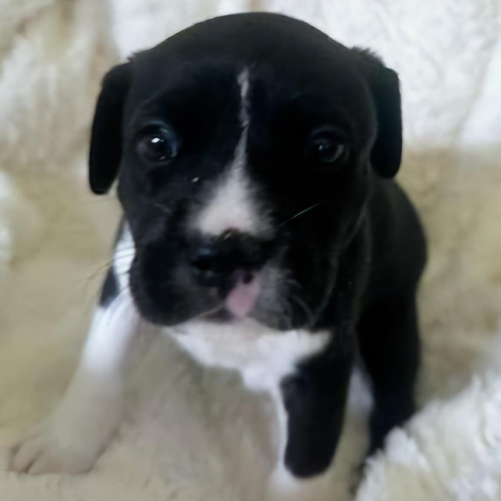 Enlarge Blue Ridge, a Adoptable mixed breed in Jacksonville, FL image 5/6