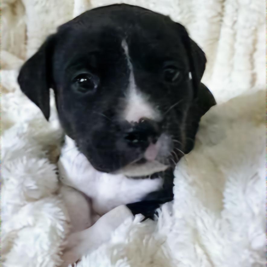 Enlarge Blue Ridge, a Adoptable mixed breed in Jacksonville, FL image 6/6