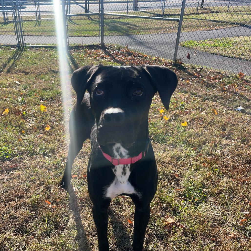 Popover, Adoptable, Young Female Cane Corso.