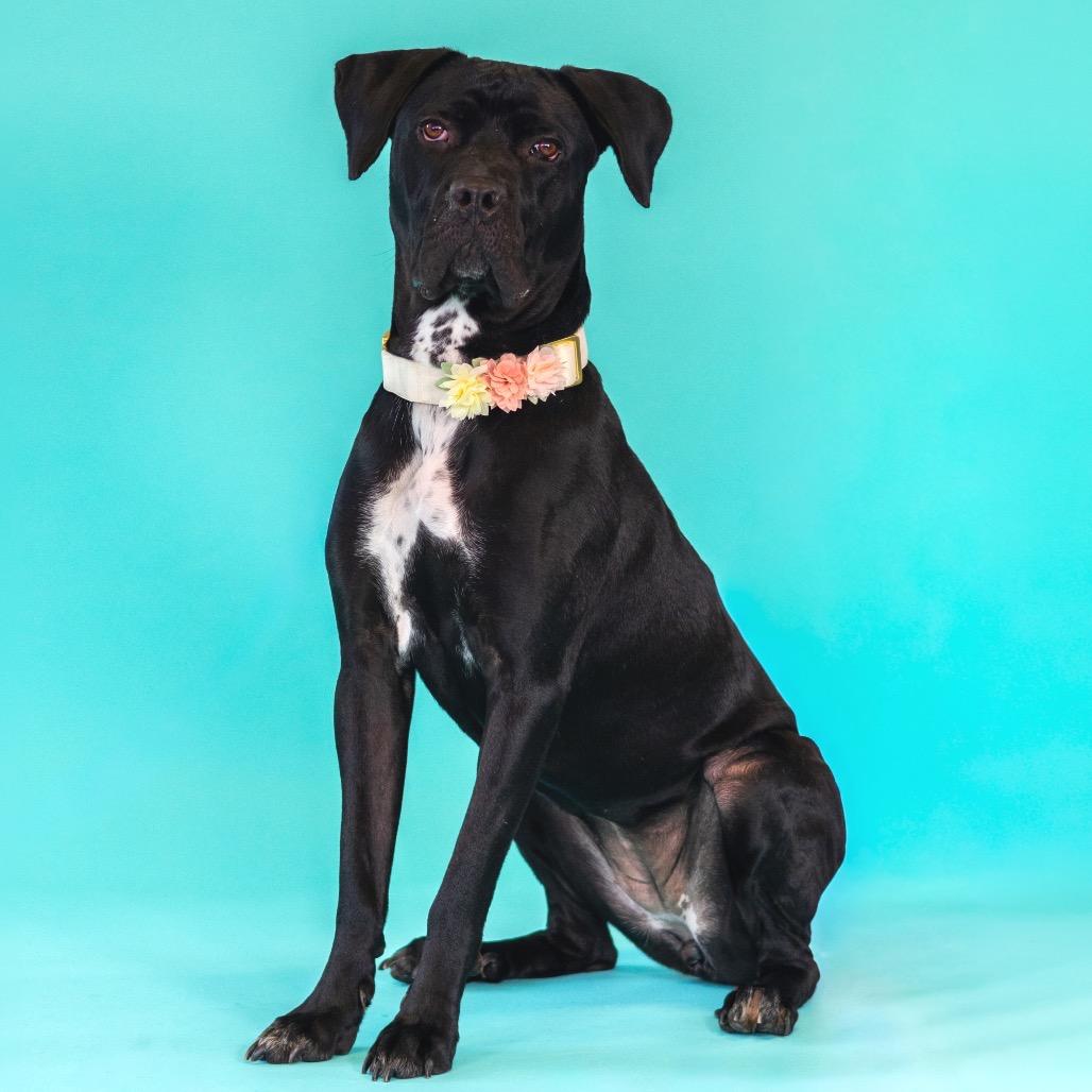 Enlarge Popover, a Adoptable mixed breed in Wilmington, DE image 3/6