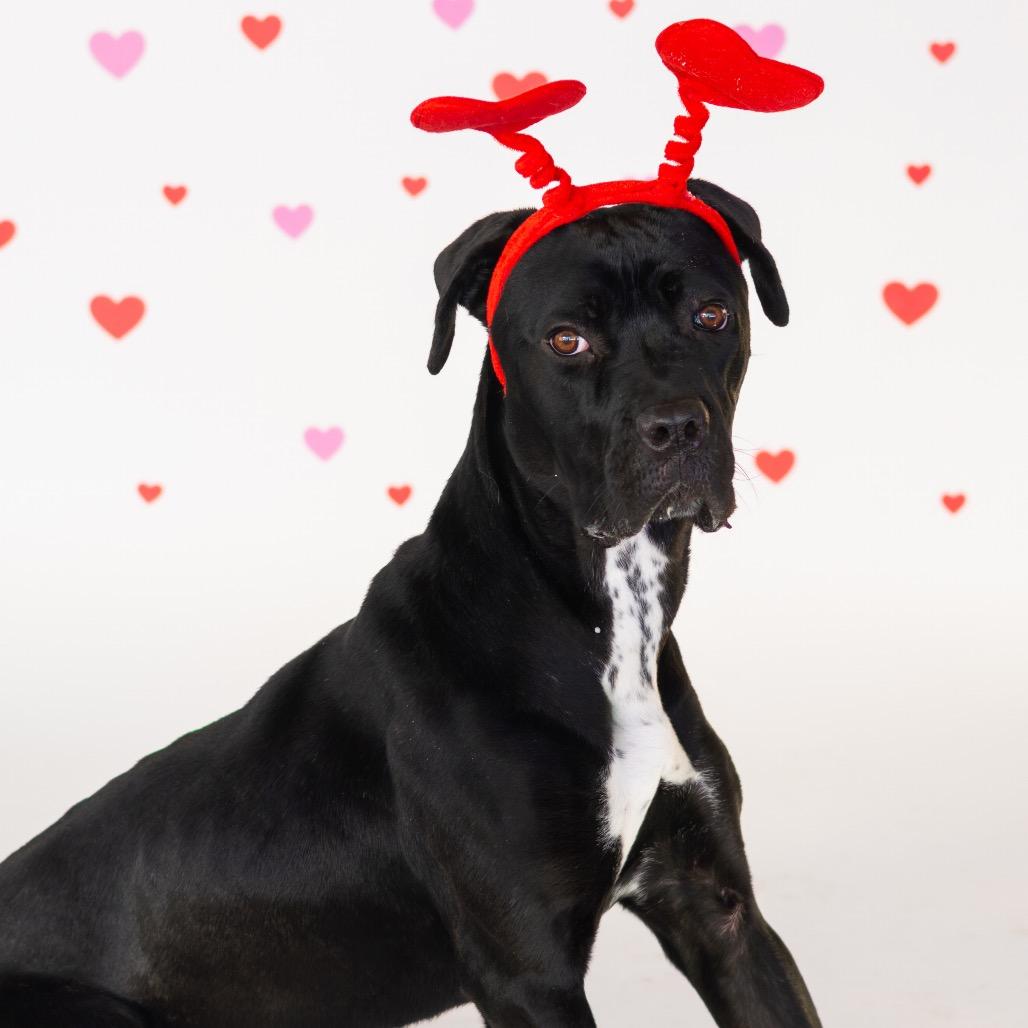 Enlarge Popover, a Adoptable mixed breed in Wilmington, DE image 3/6