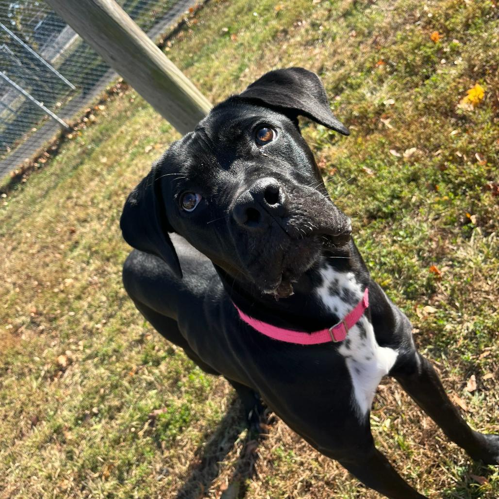 Enlarge Popover, a Adoptable mixed breed in Wilmington, DE image 6/6