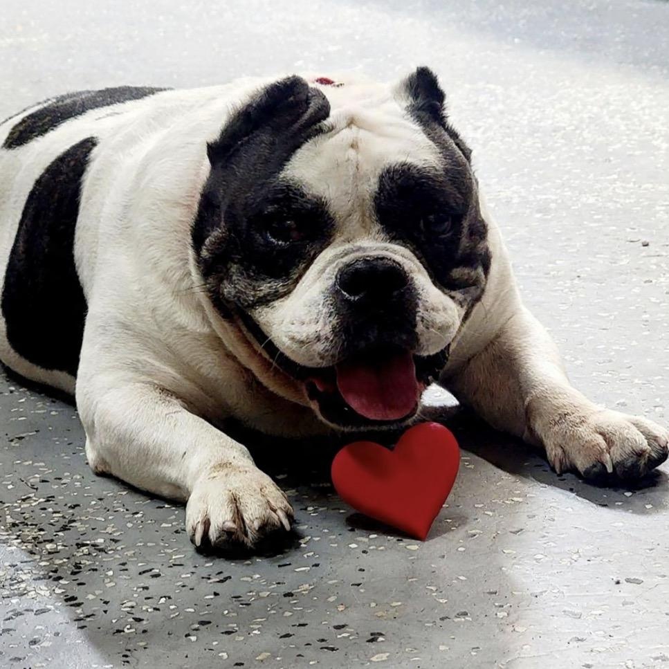 Kubo (in foster care), an adopted Bulldog in Sebring, FL image 1/2