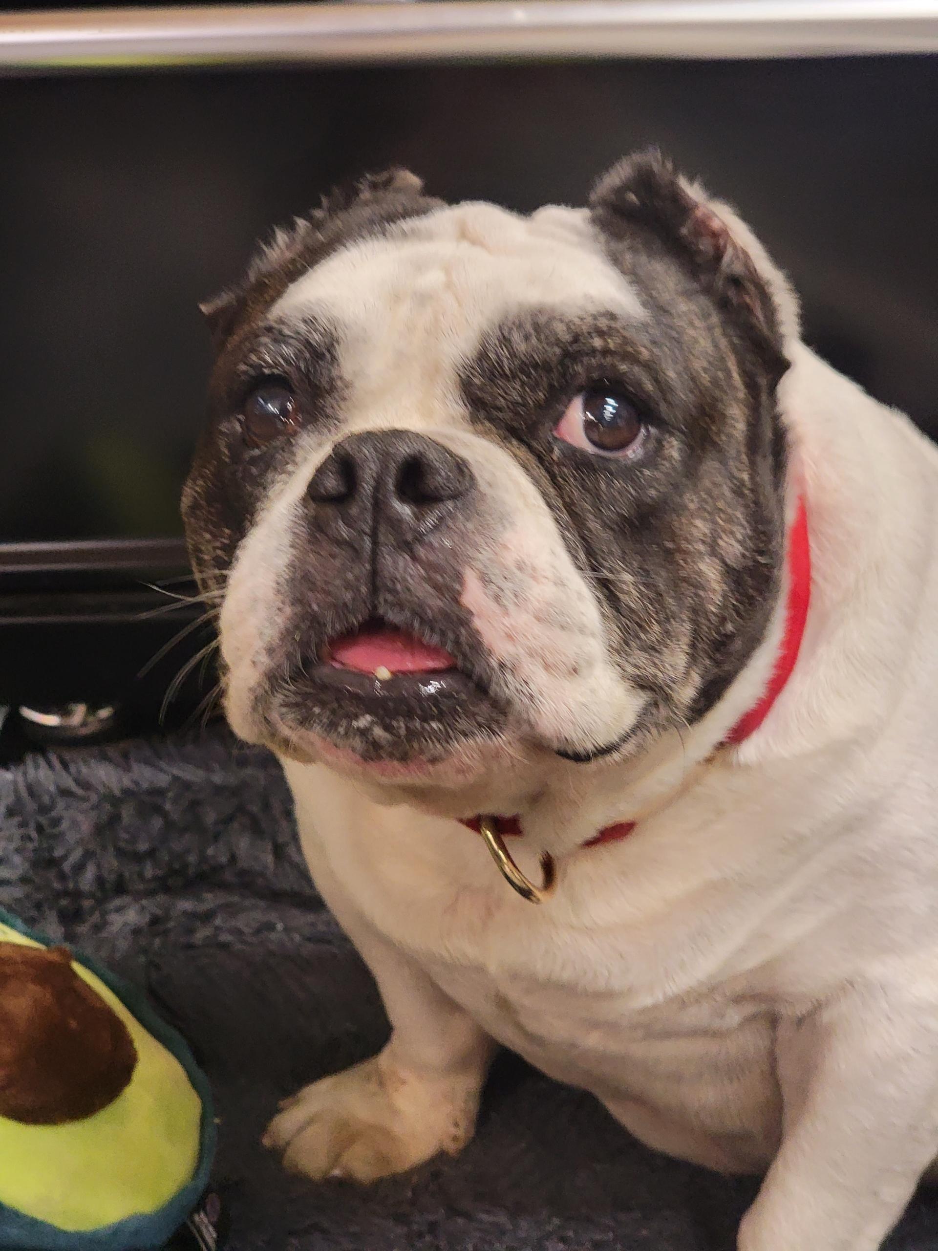 Kubo (in foster care), an adopted Bulldog in Sebring, FL image 2/2